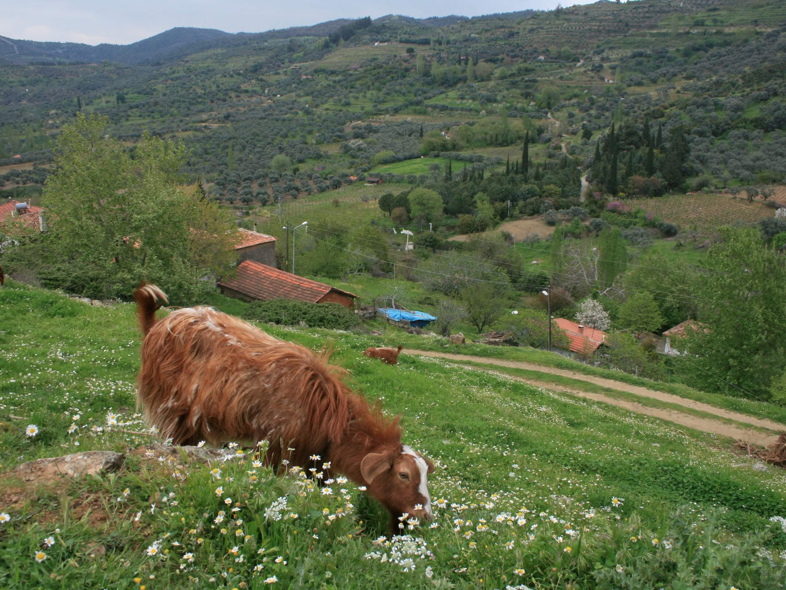 Goats in Turkian countryside