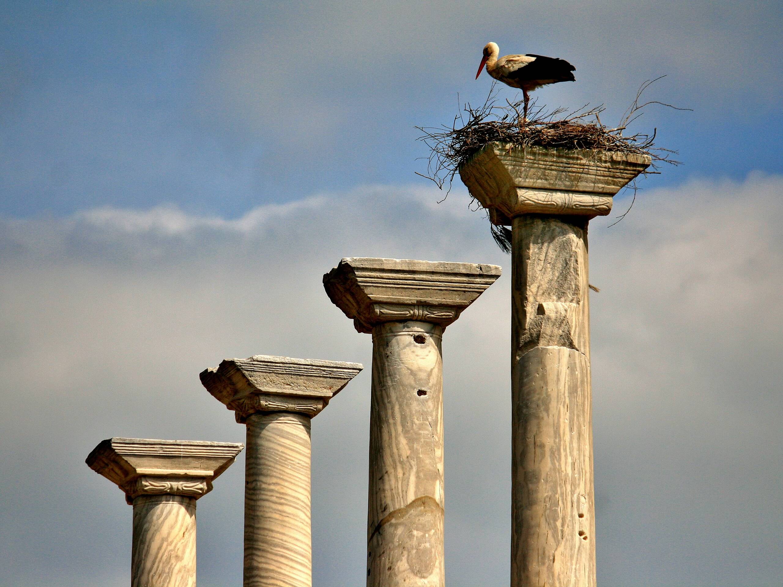 Stork nesting on a pillar in Turkish ruins