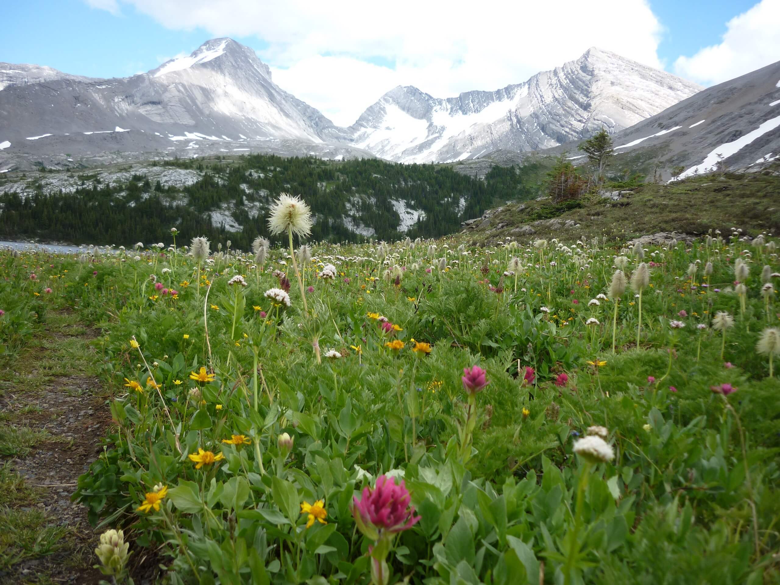 Wildflower field in Kananaskis