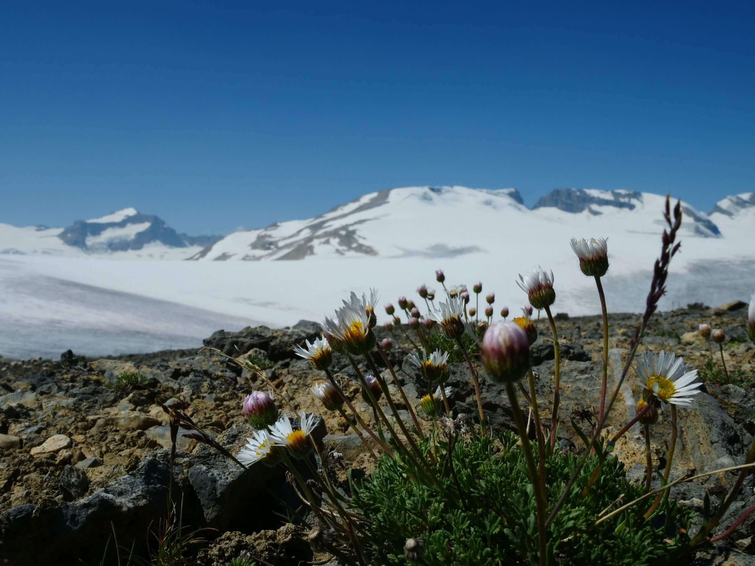 Wildflowers with Wapta Icefields in the background