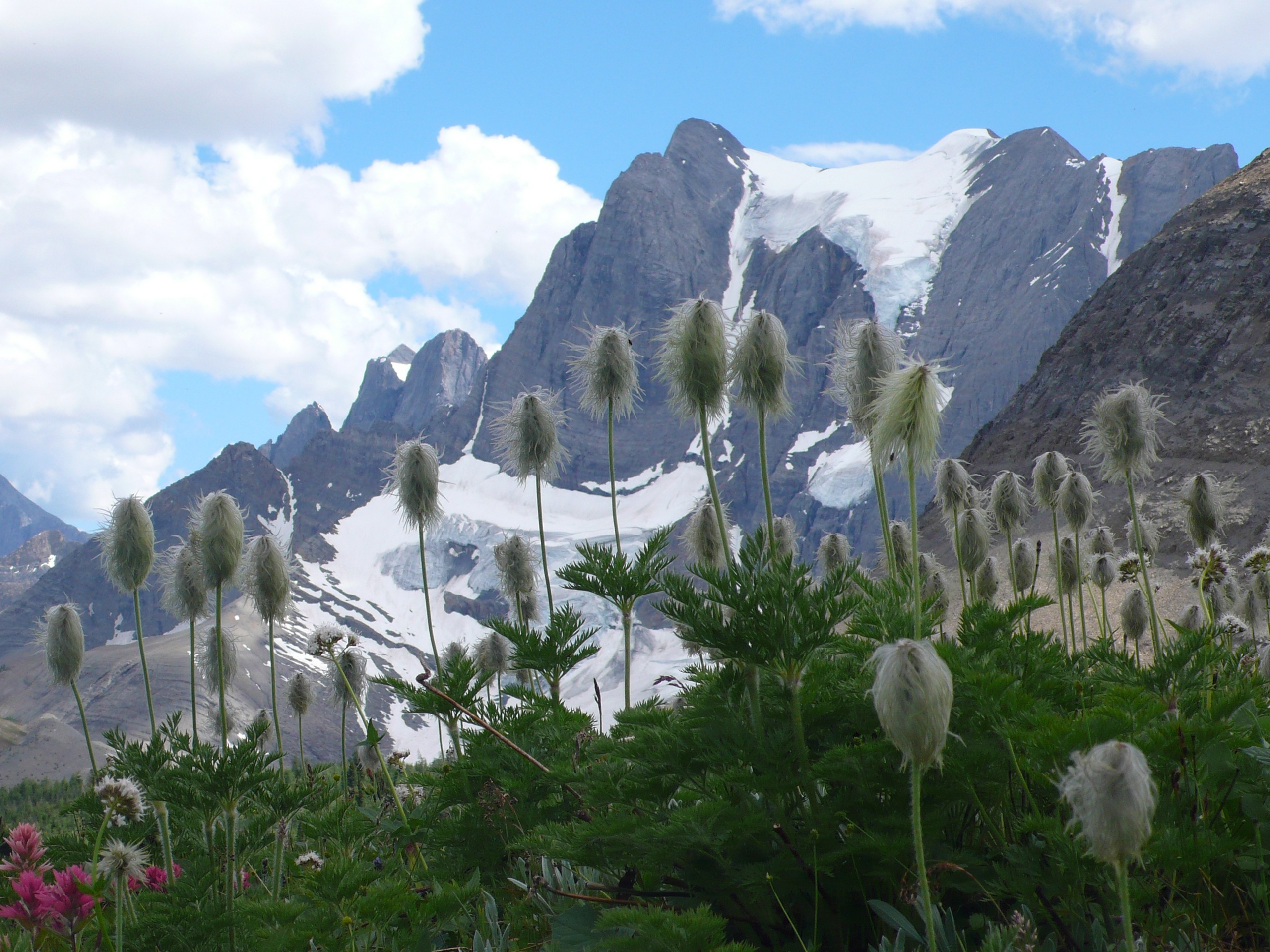 Wildflowers at Rockwall, J Whitney