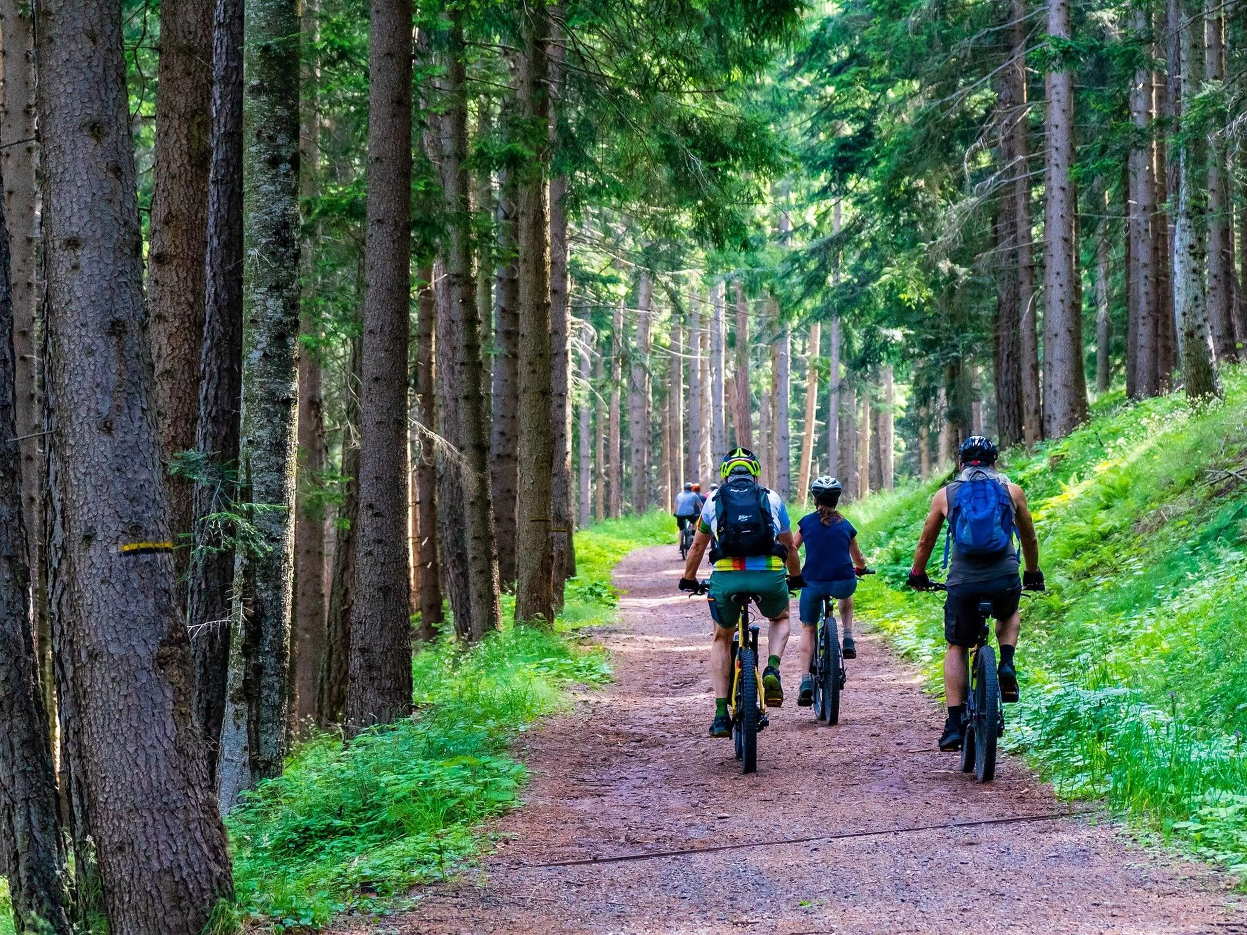 Group of bikers cycling through the forest