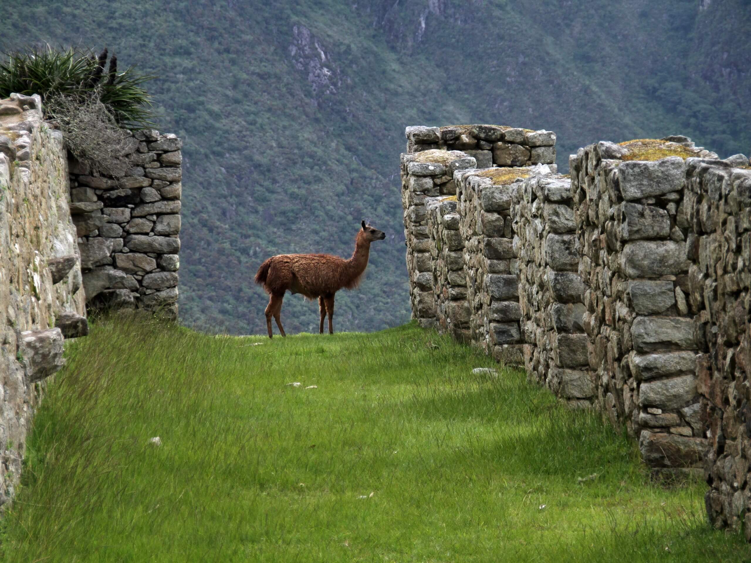 Llama seen on Machu Picchu complex in Peru