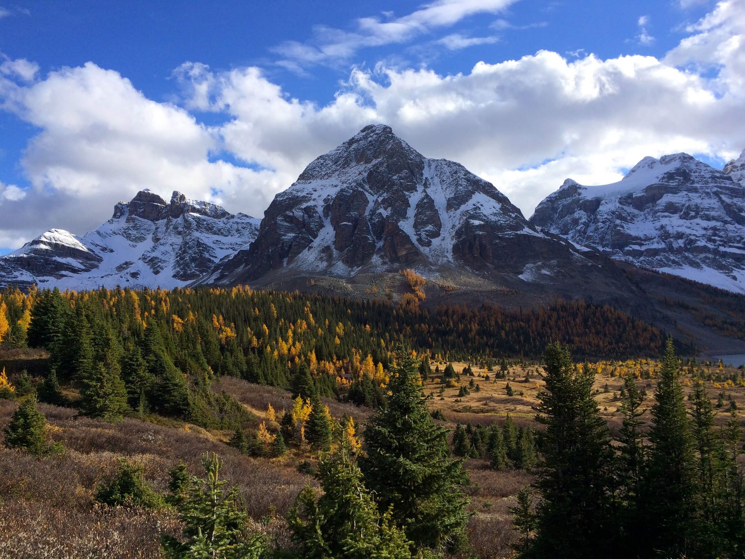 Beautiful larches in Assiniboine