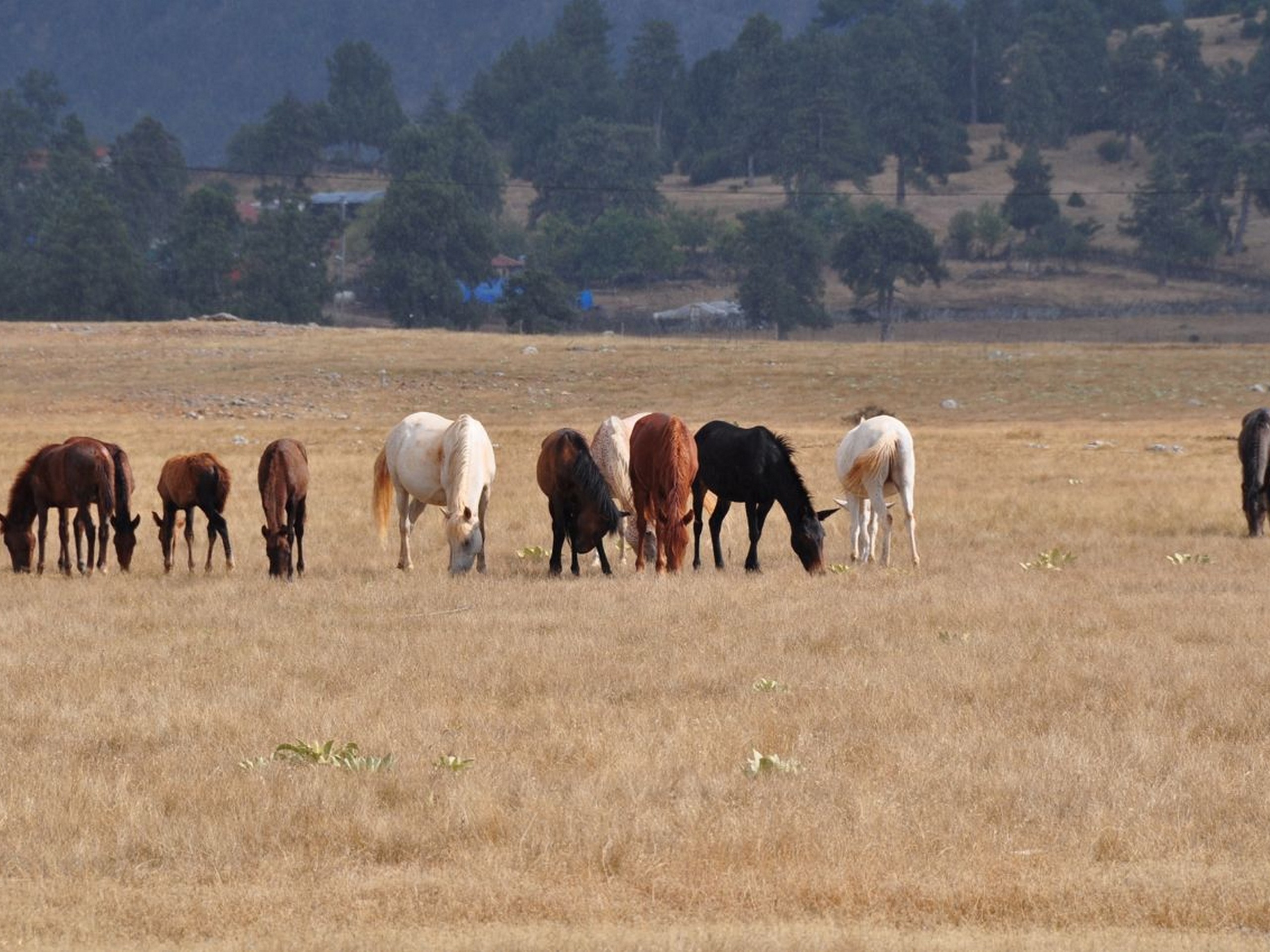 Horses seen while walking from Tota to Adada and Sagrak