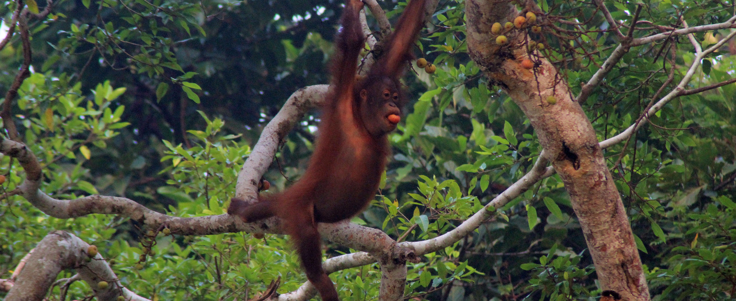 Cruise the Orang Utan River