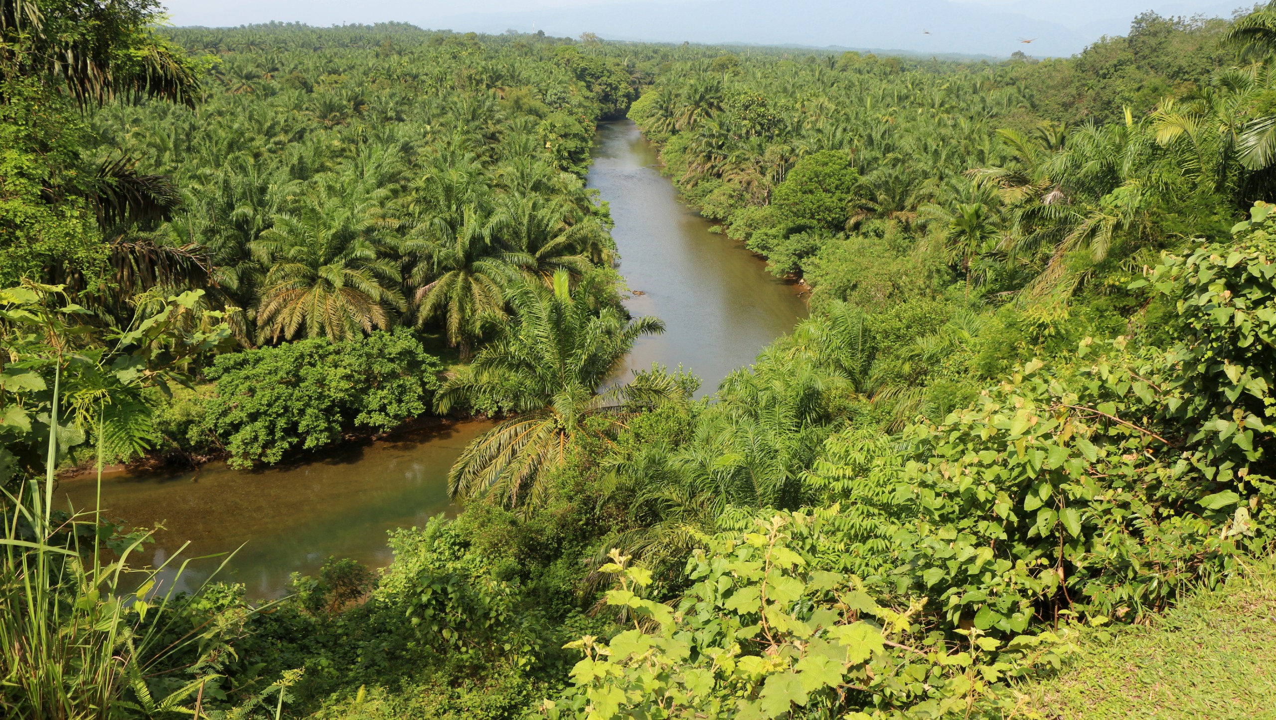 Jungle and Beaches of Northern Sumatra