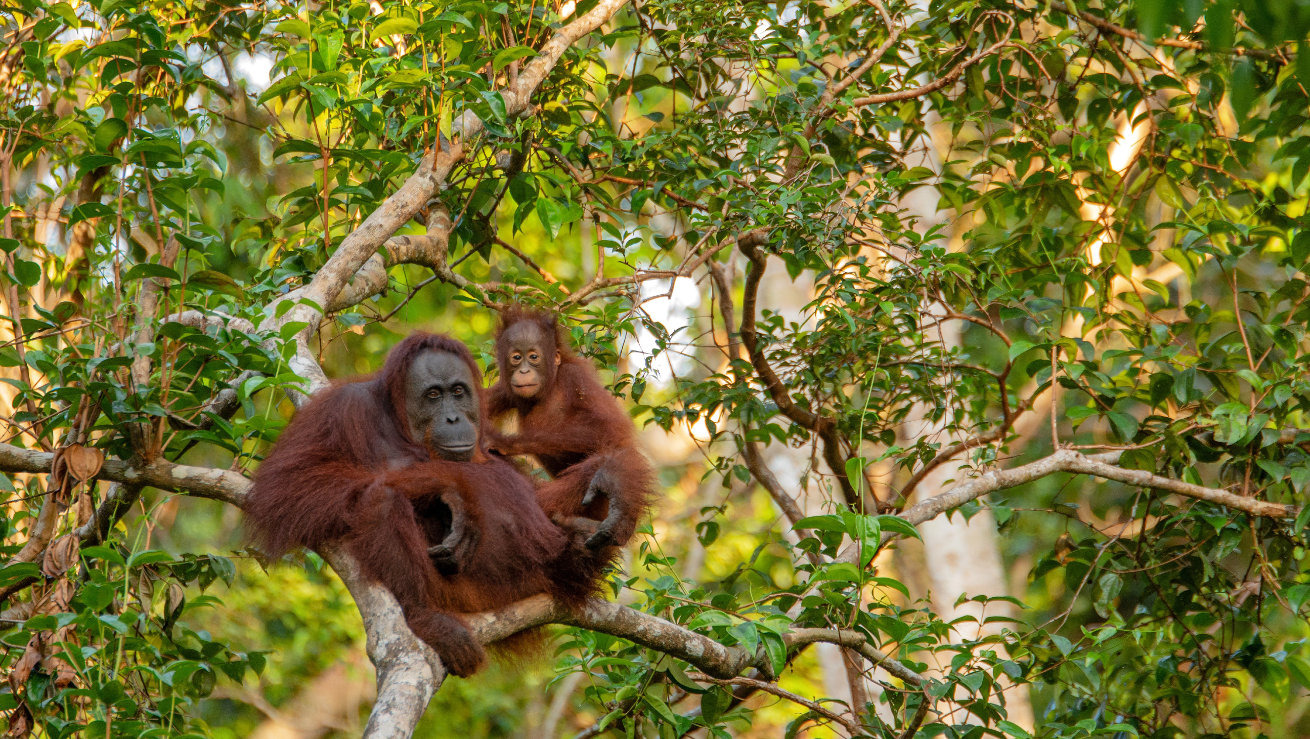 Cruise the Orang Utan River