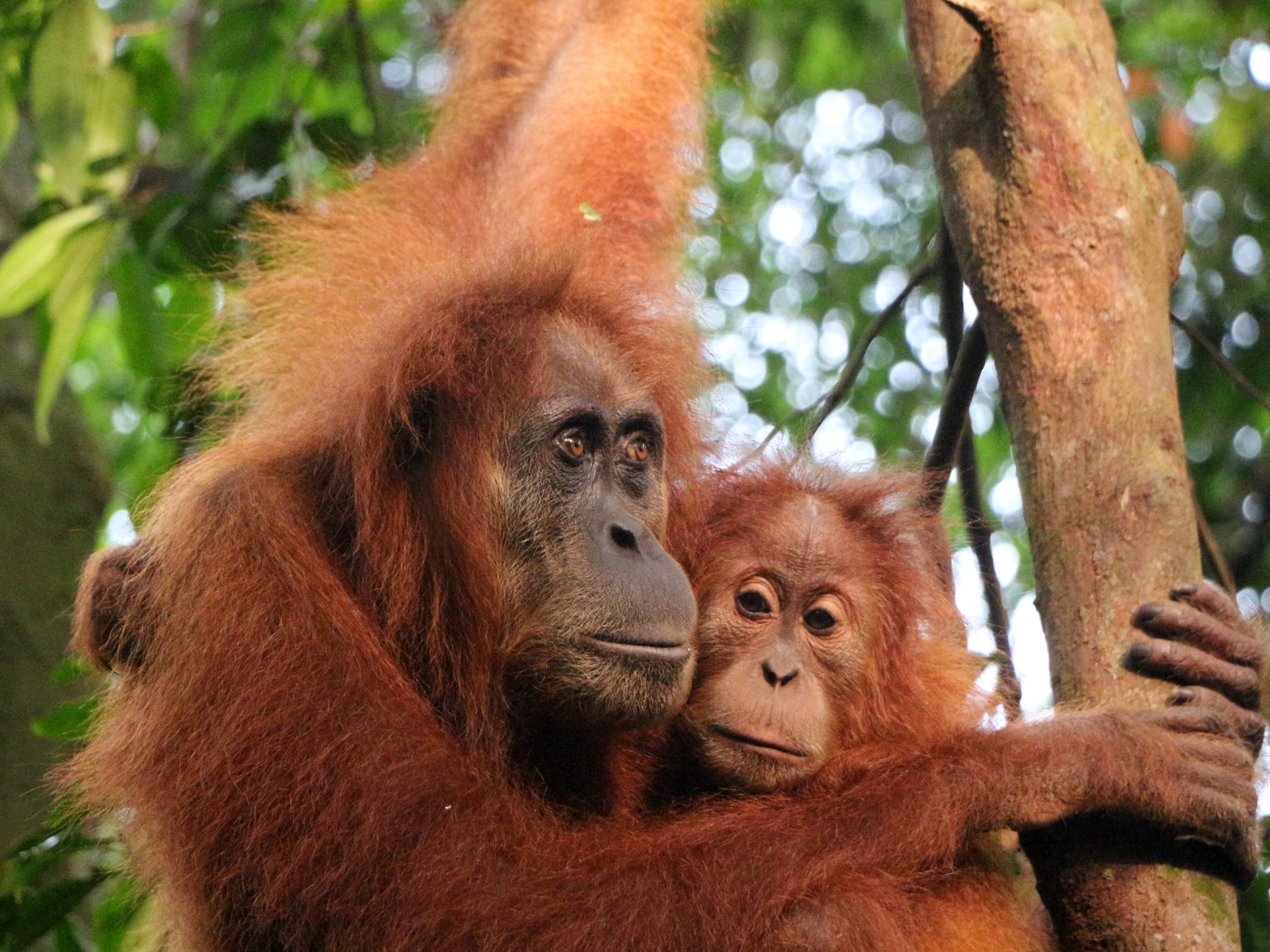 Orang Utans in Sumatra Island