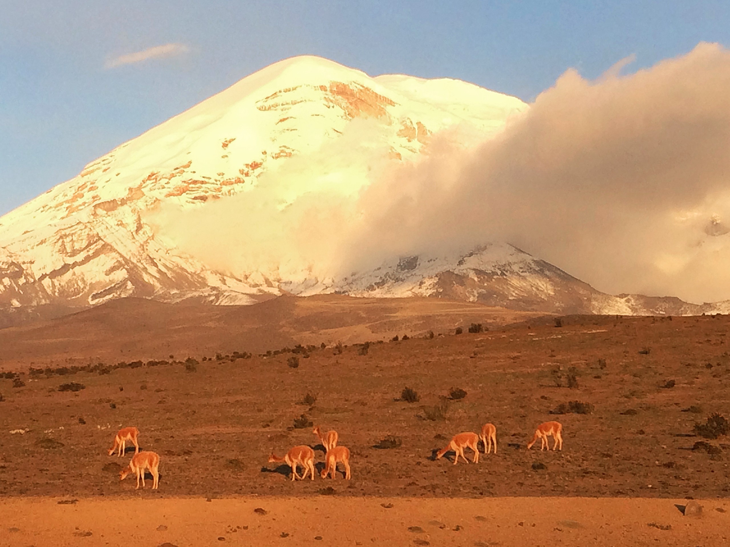 Llamas in Ecuador's Andes