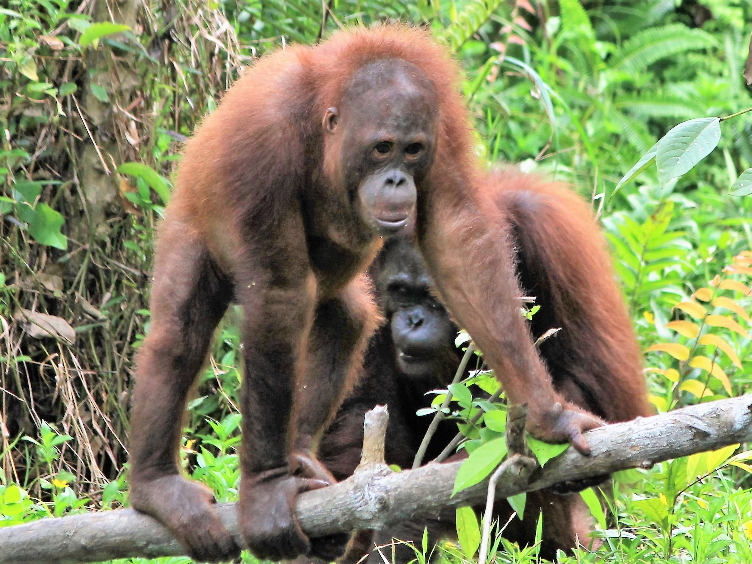 Kalimantan - Orang Utan