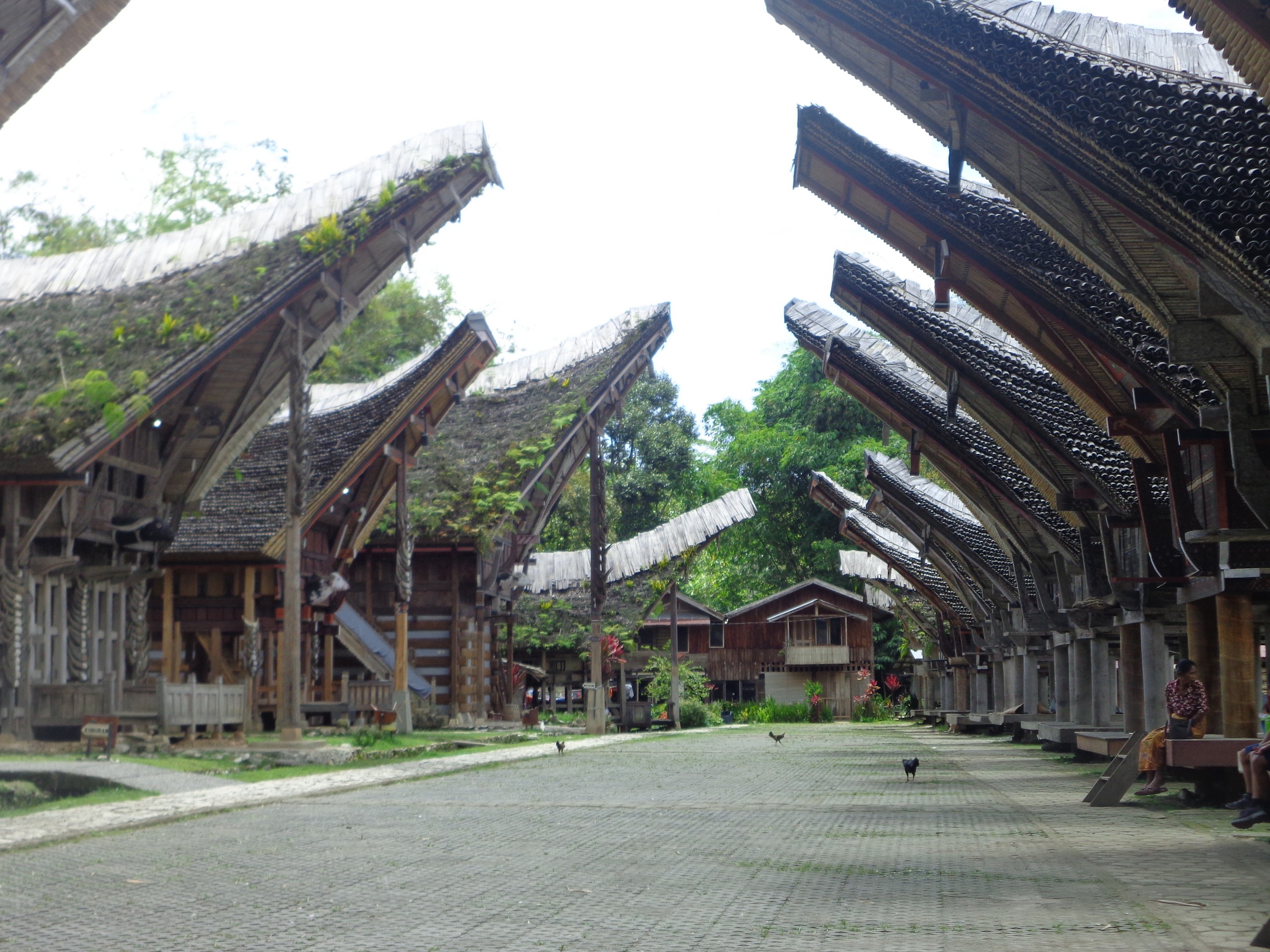 Sulawesi - Toraja Trekking (1)