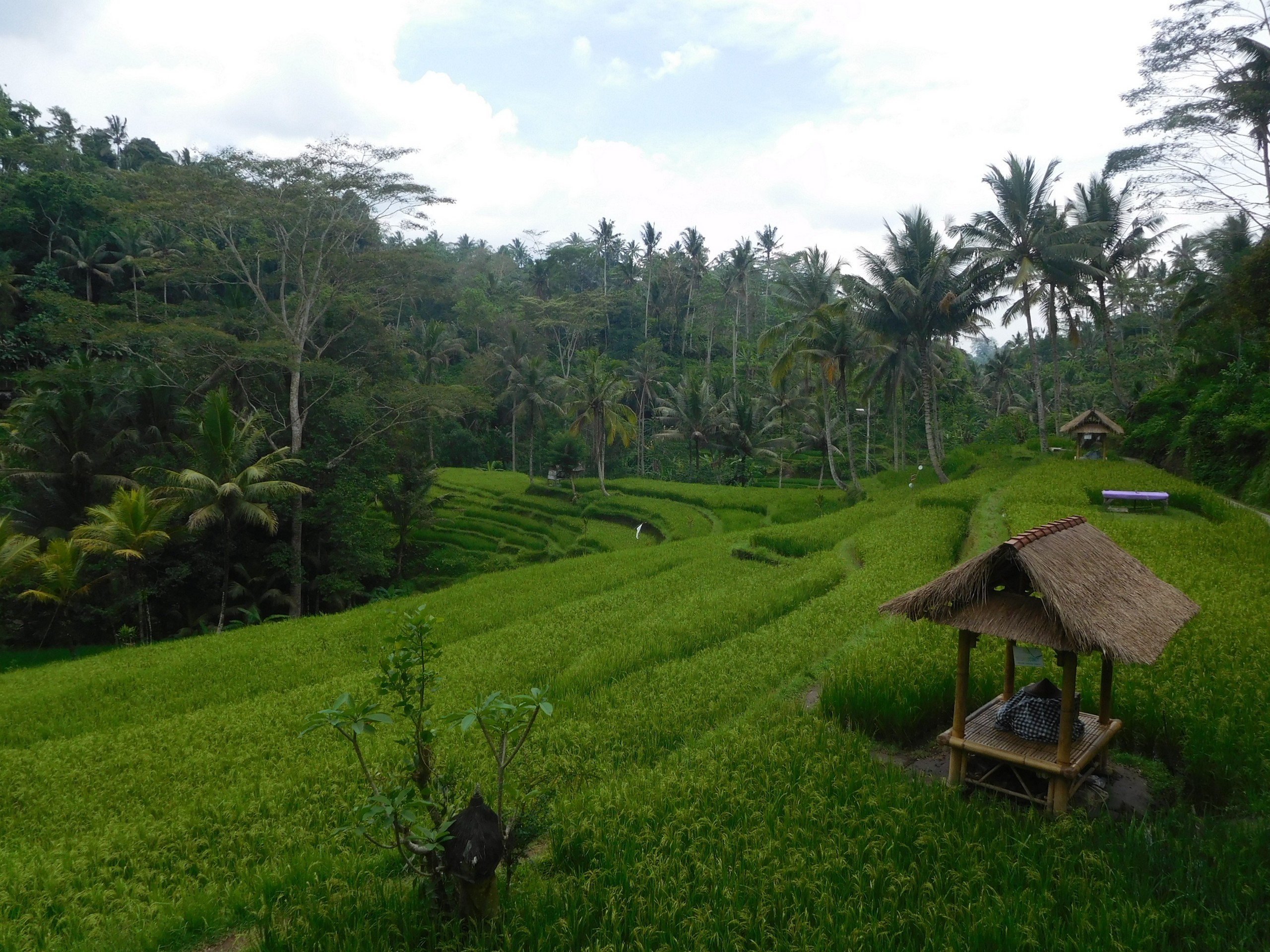 Bali - Ubud - rice Terrace