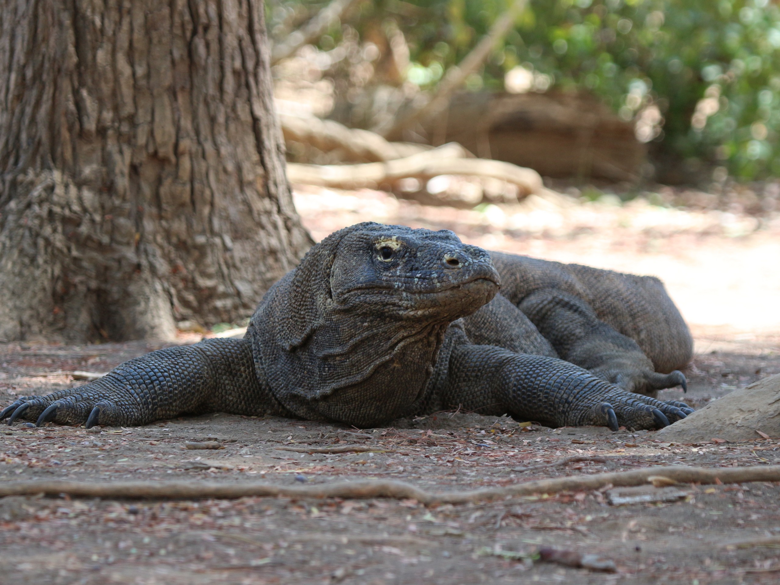 Flores - Komodo NP - Komodo Dragon