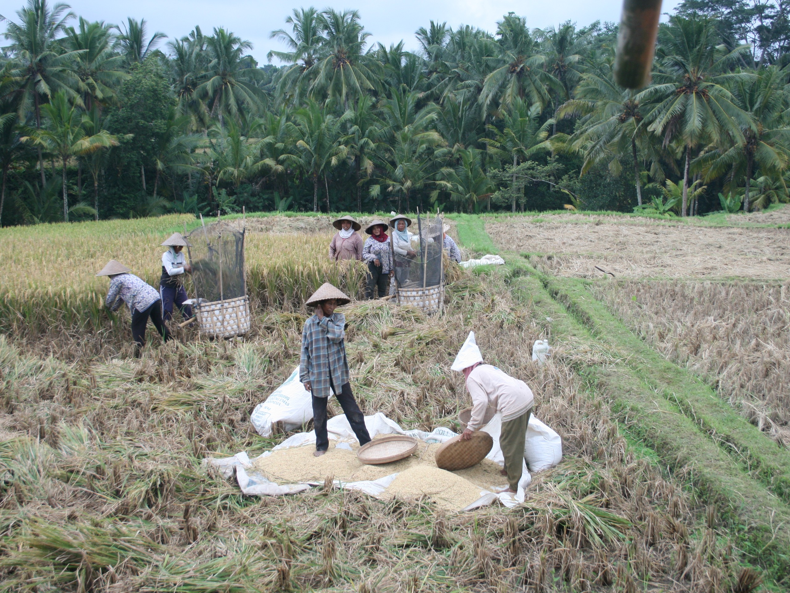 Bali - Ubud - rice Terrace