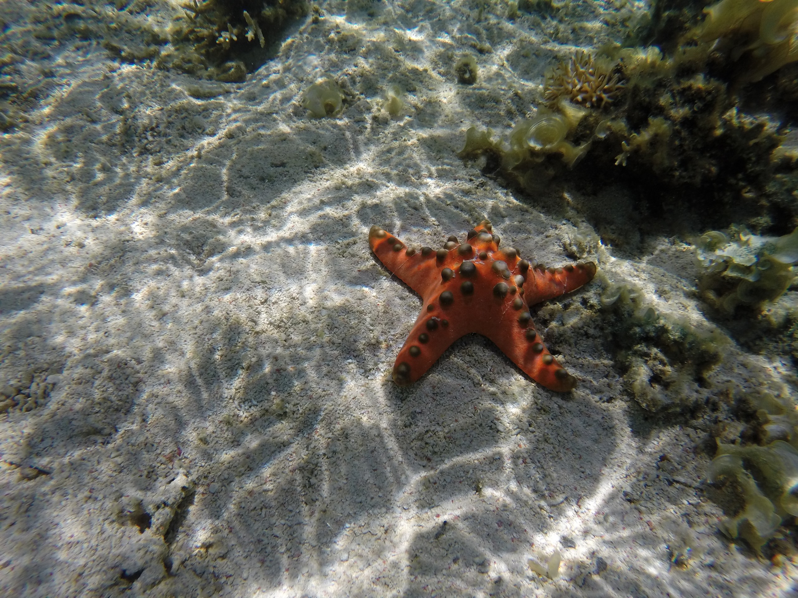 Flores - Komodo NP - Pink Beach