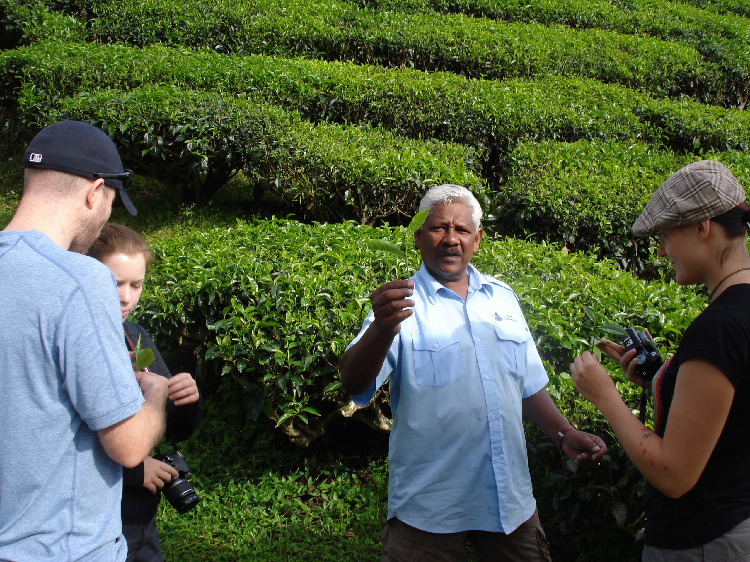 Cameron Highlands - Tea Plantation