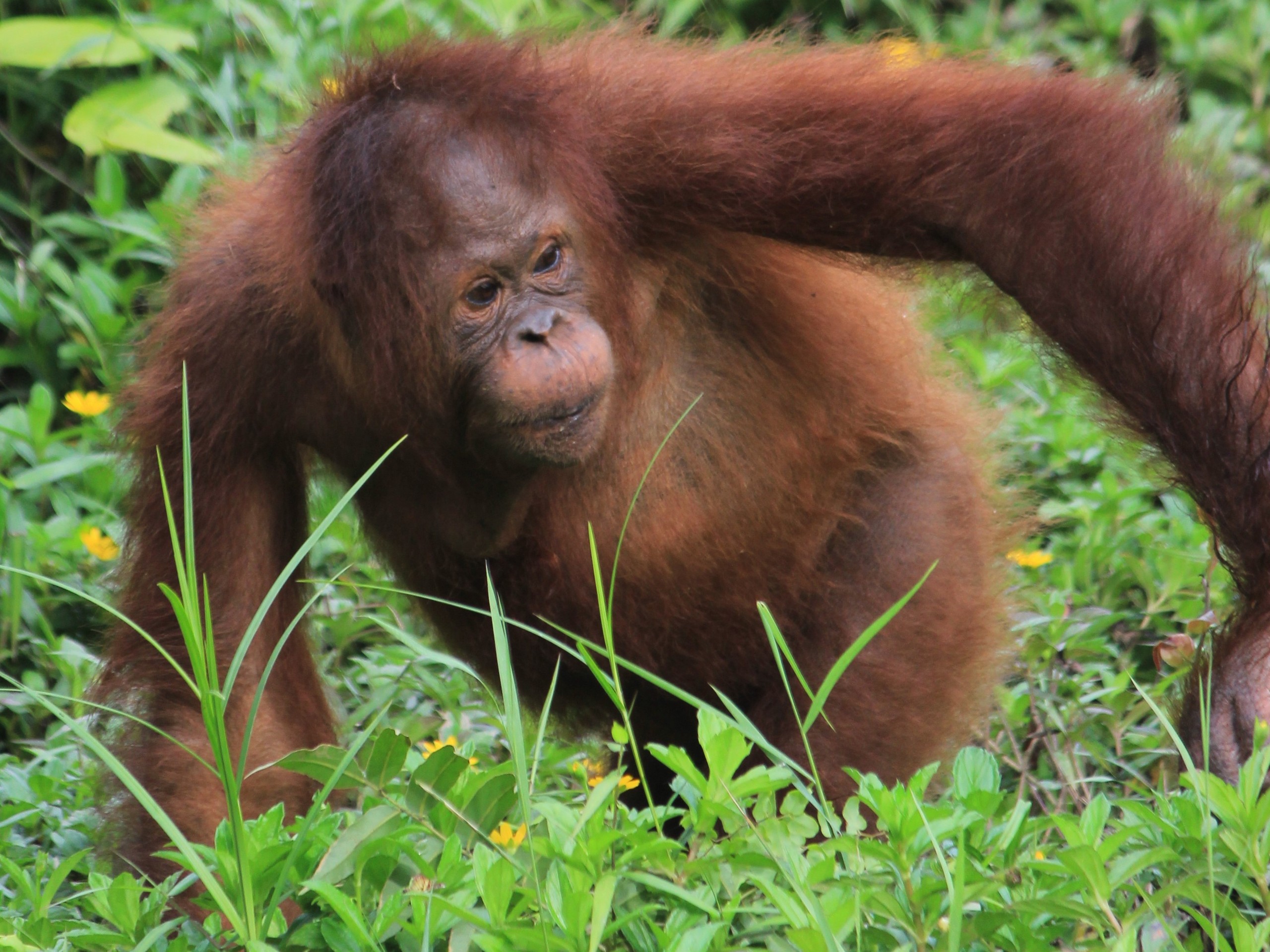 Kalimantan - Orang Utan