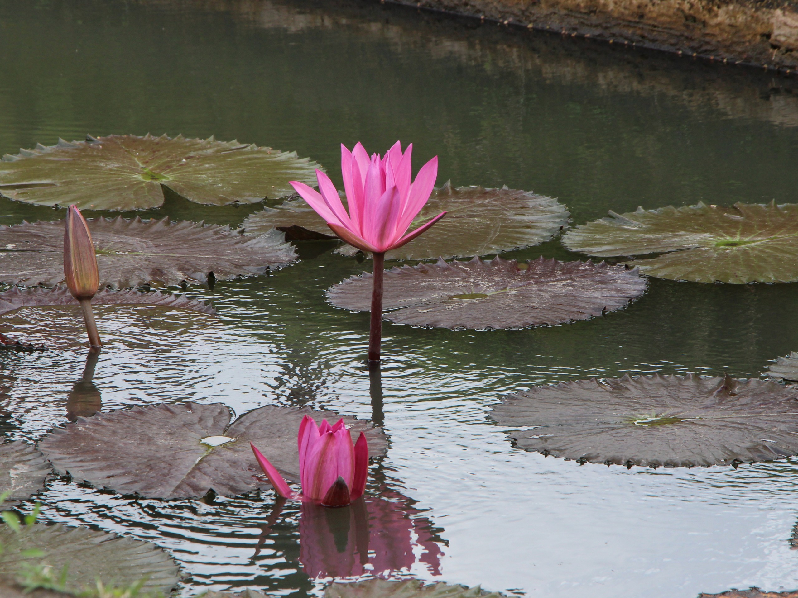 Bali - Taman Ayun Temple