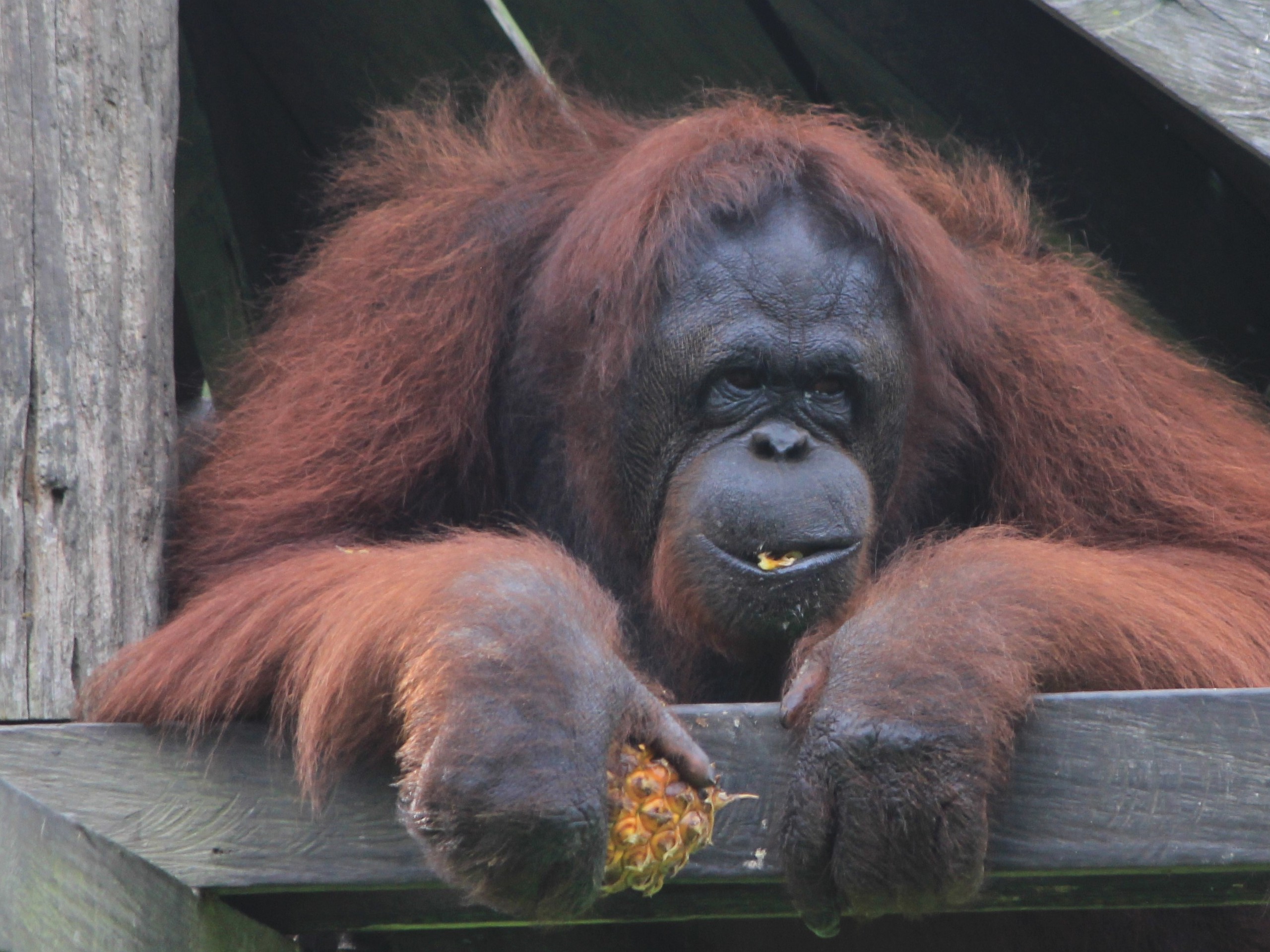 Kalimantan - Orang Utan