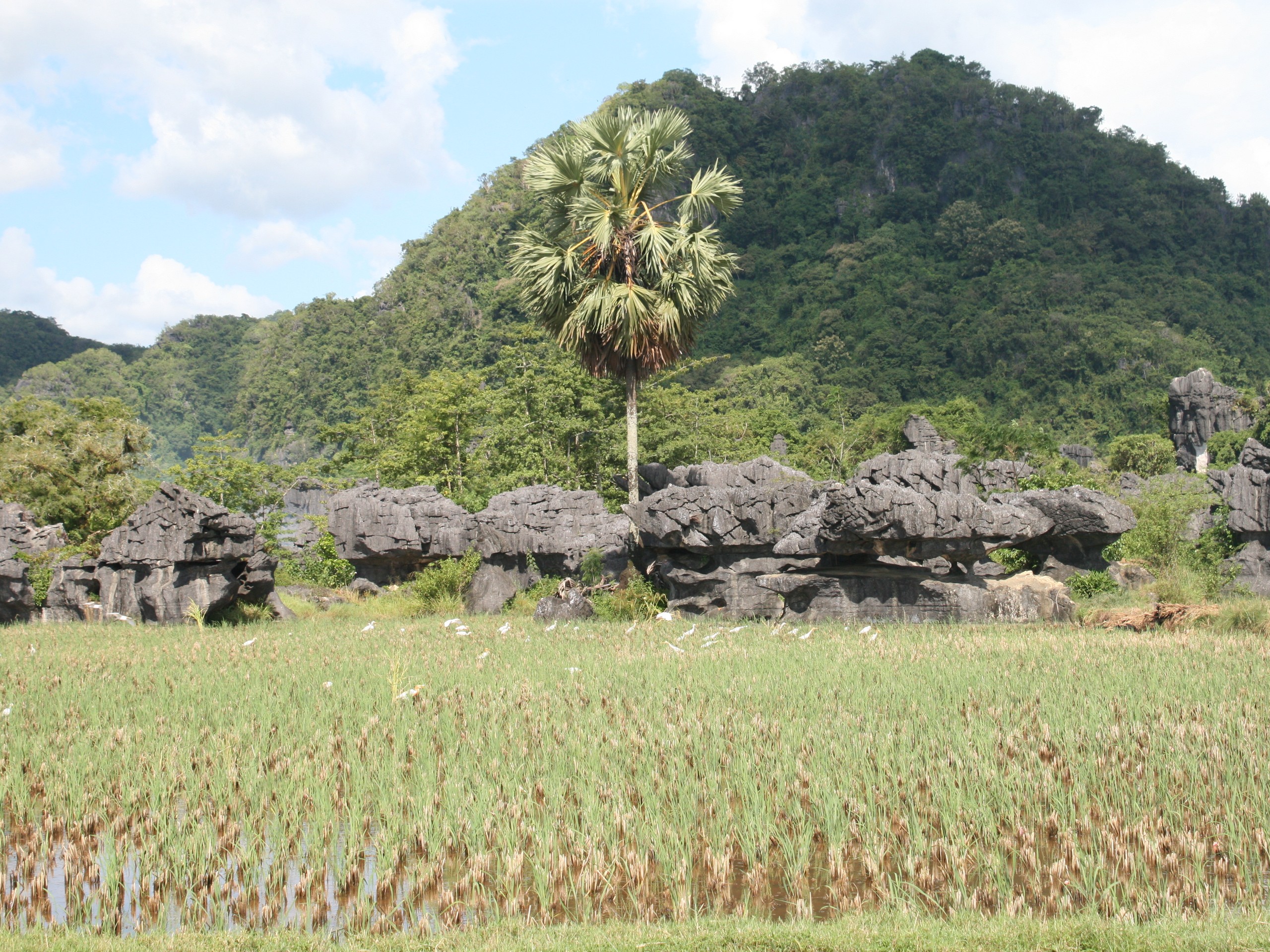 Sulawesi - Maros Excursion (8)