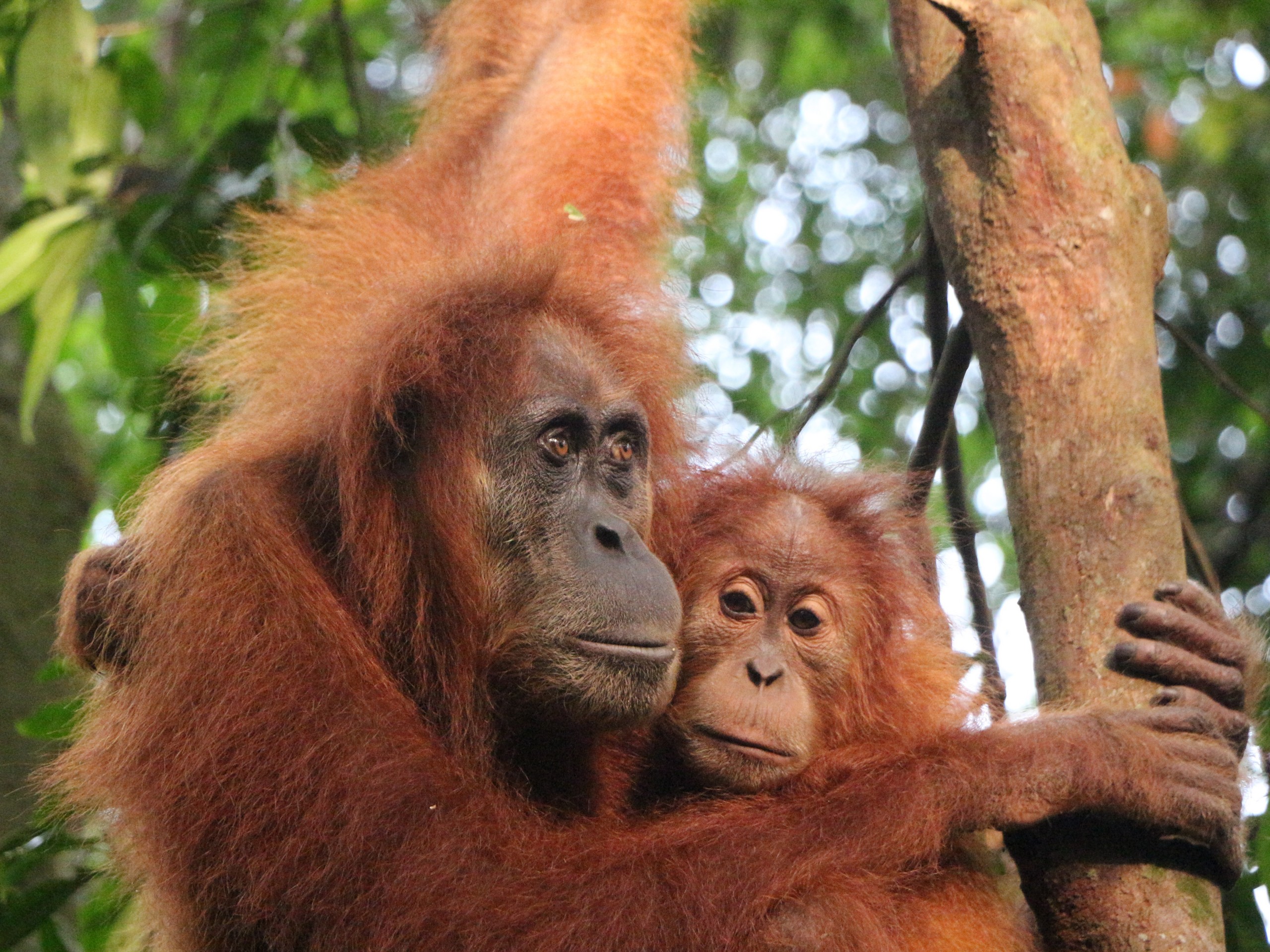 Sumatra - Bukit Lawang - Orang Utan