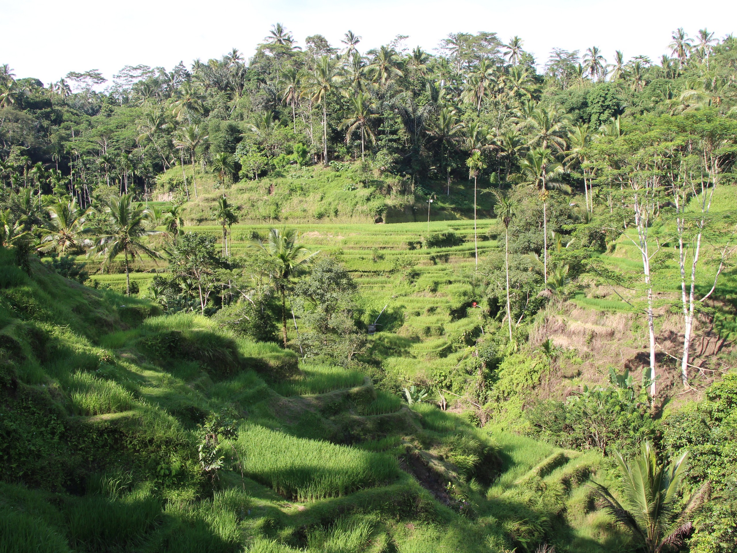 Bali - Ubud - Gunung Kawi