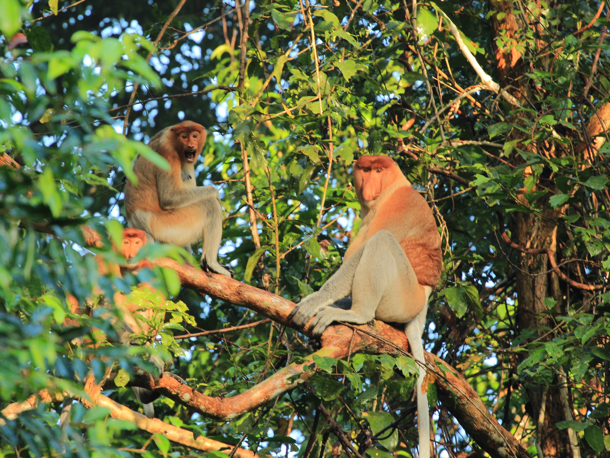 Proboscis Monkeys - Kinabatangan River