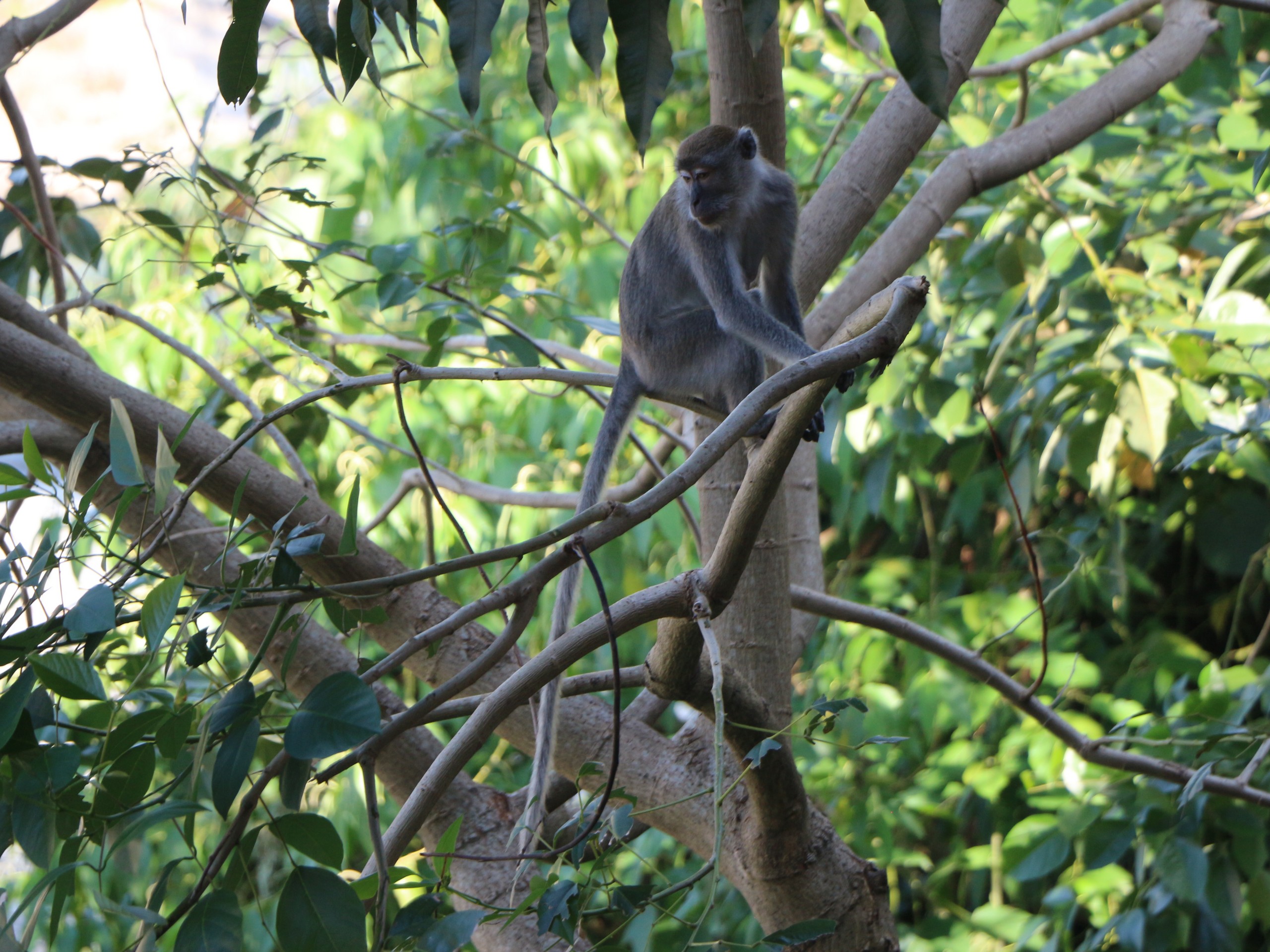 Sumatra - Bukit Lawang - thomas leaf monkey