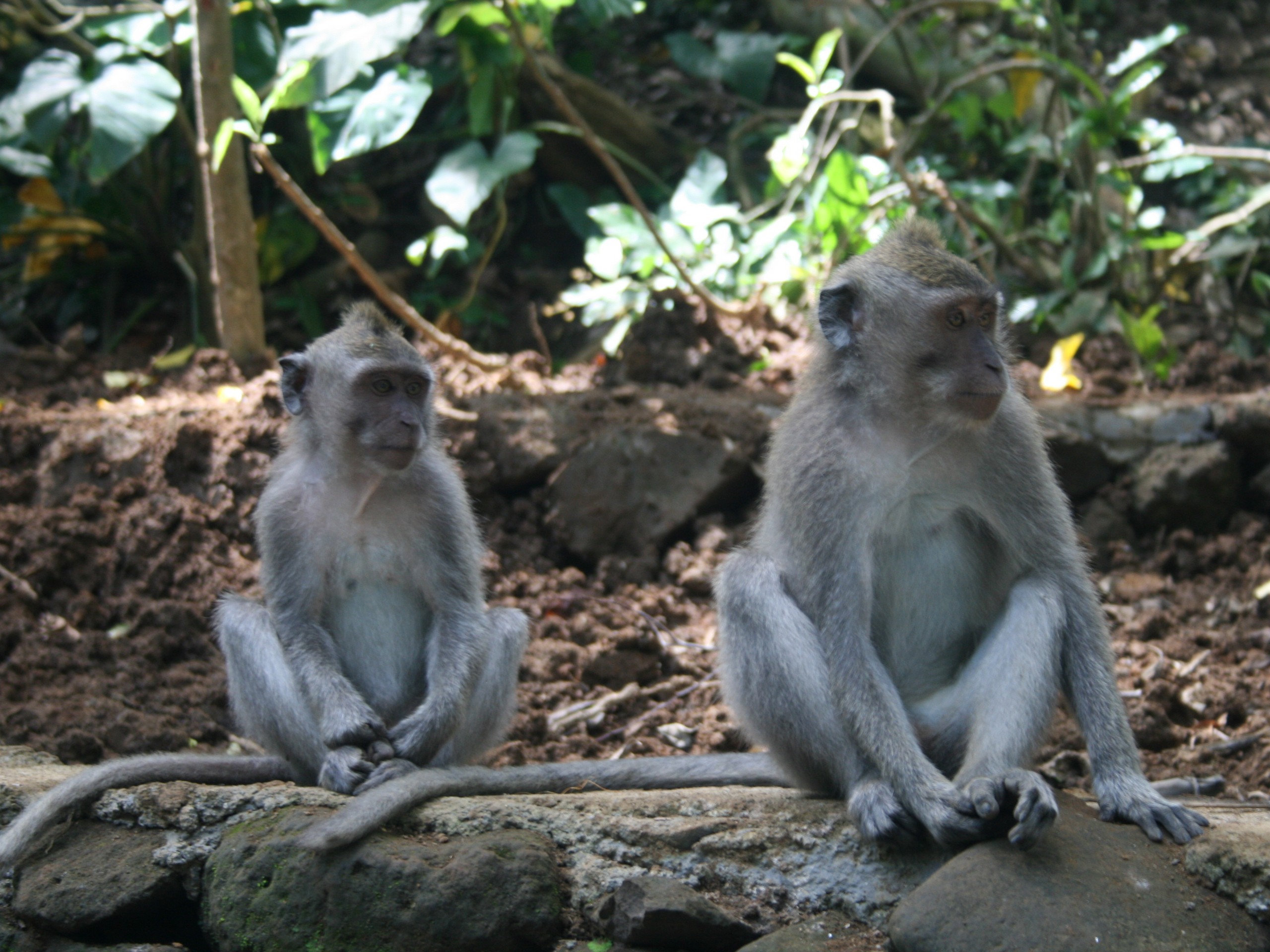 Bali - Ubud - Monkey Forest