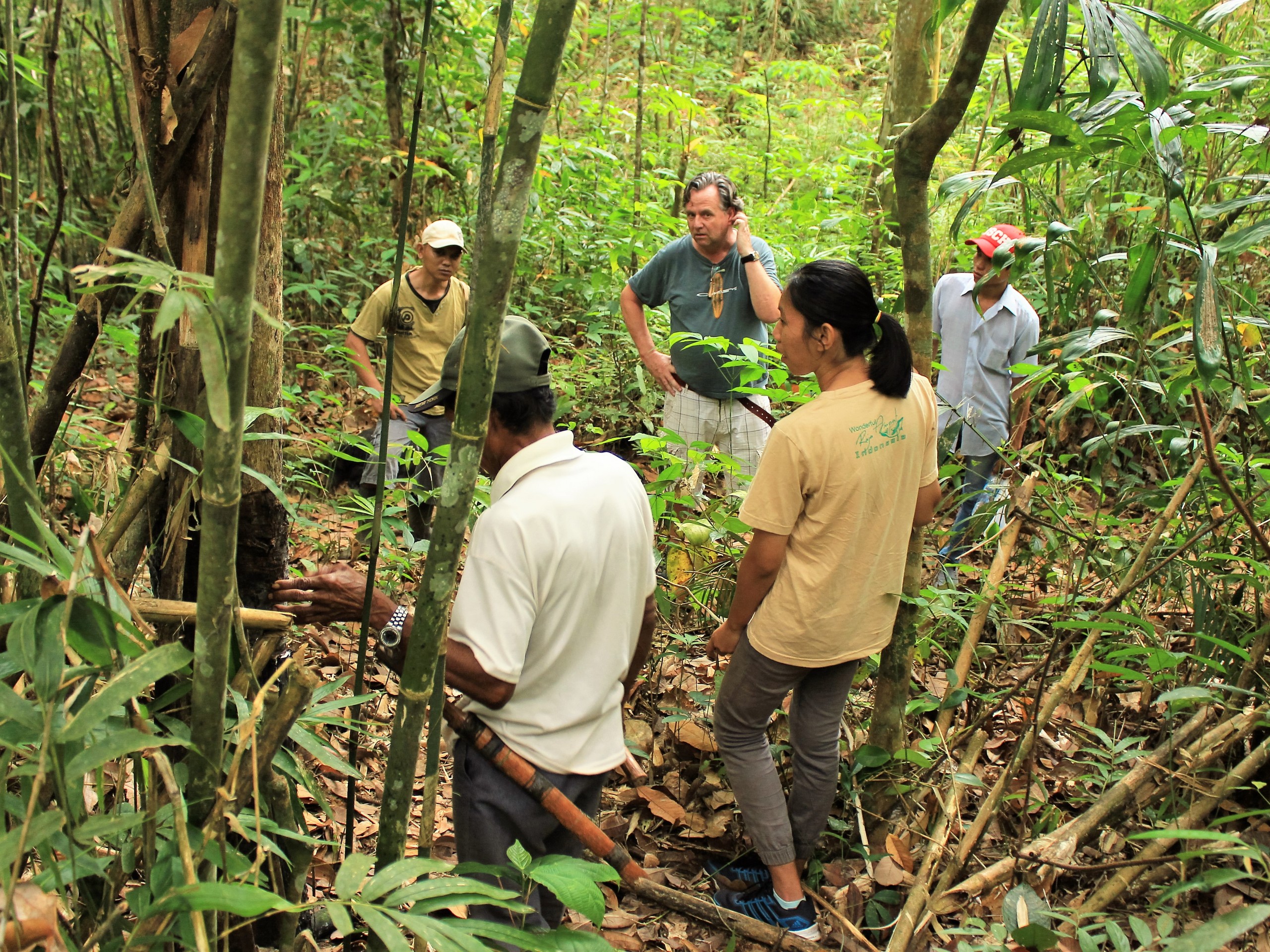 Rubber tree Plantation