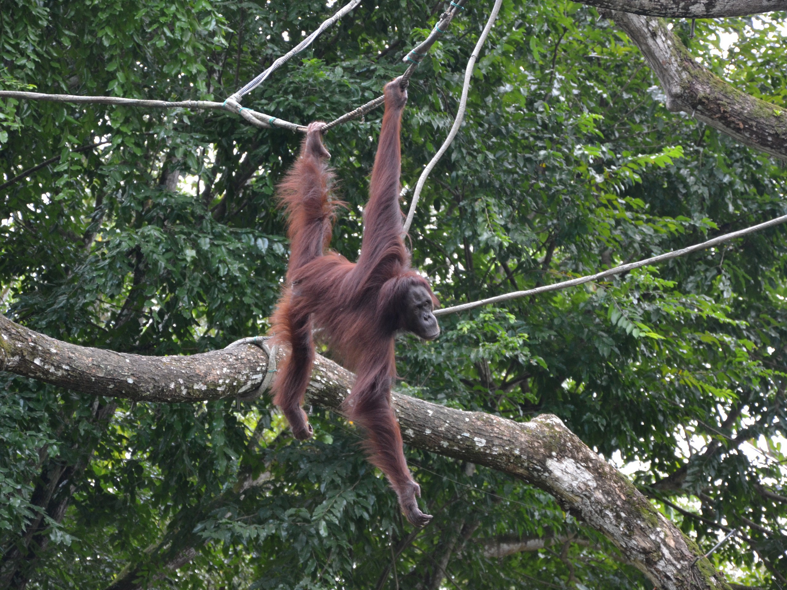 Orang Utan River Cruise 1