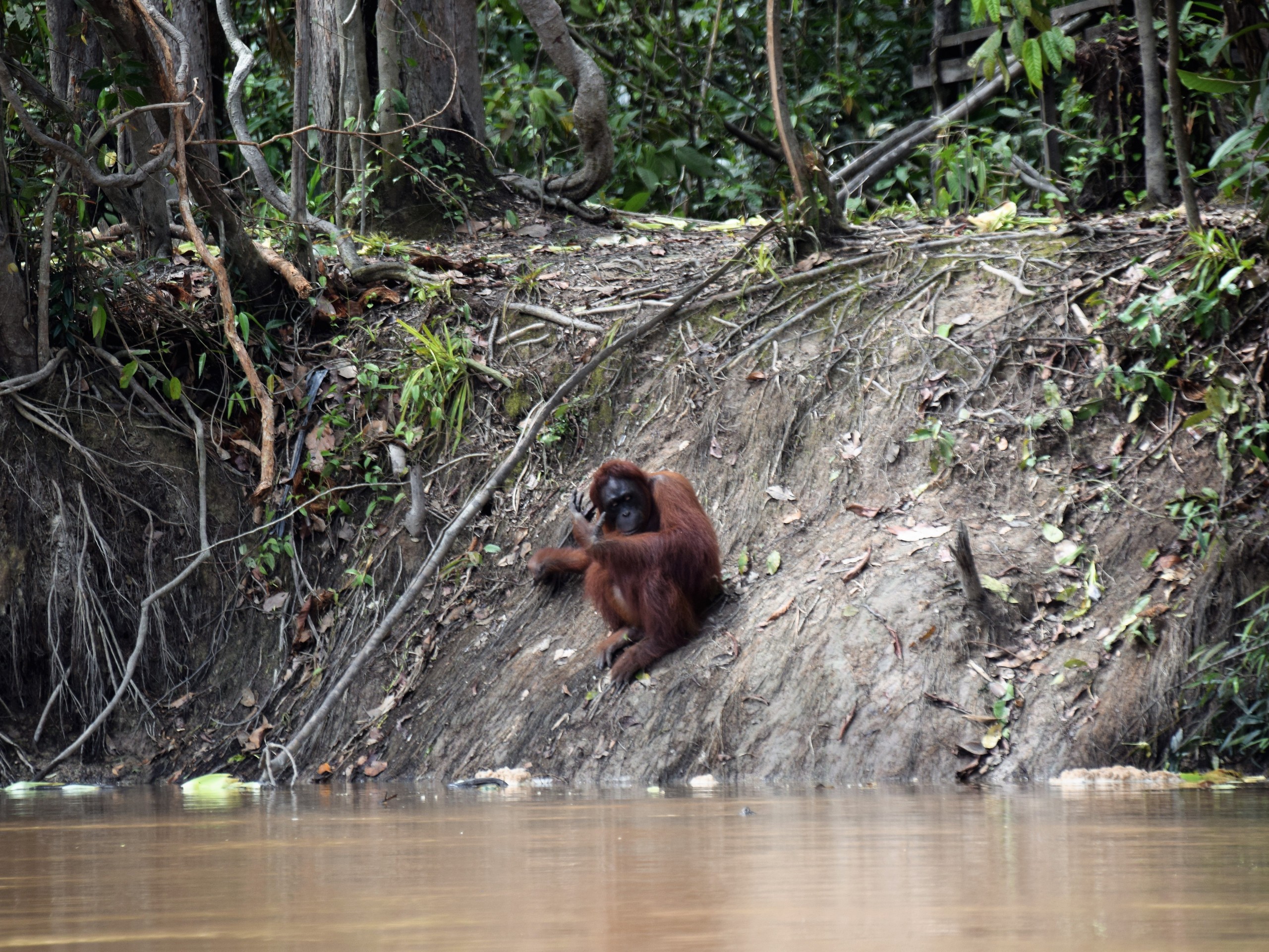 Orang Utan River Cruise 2 Borneo