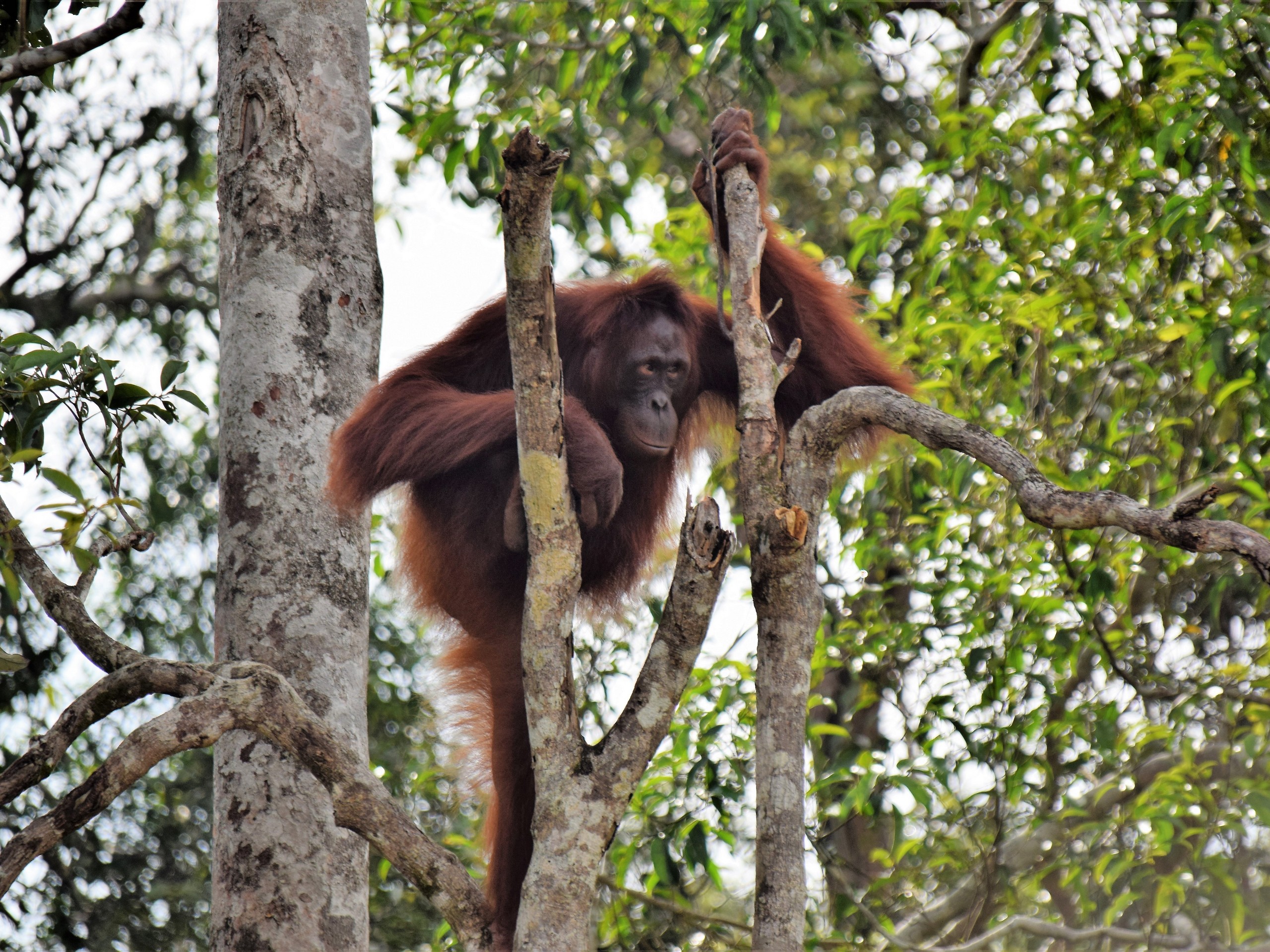 Orang Utan River Cruise 4 Orang Utan