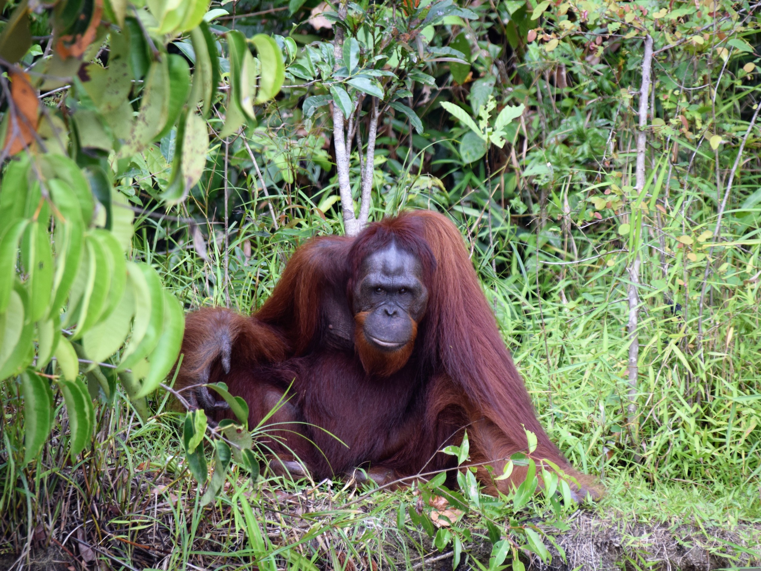 Orang Utan River Cruise 5