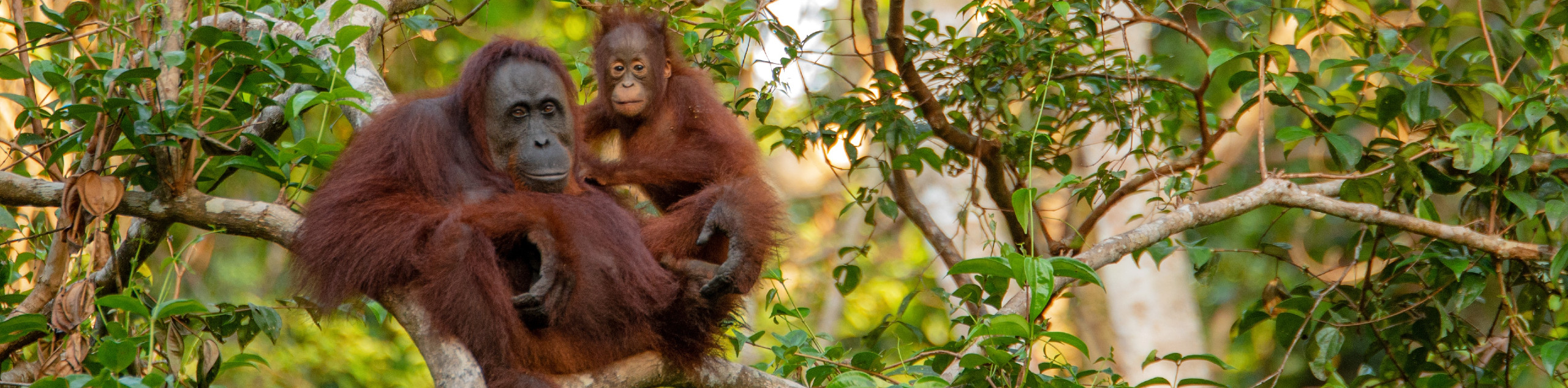 Cruise the Orang Utan River