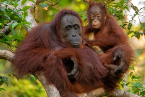 Cruise the Orang Utan River