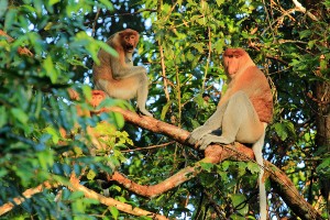 Best of Sabah Tour