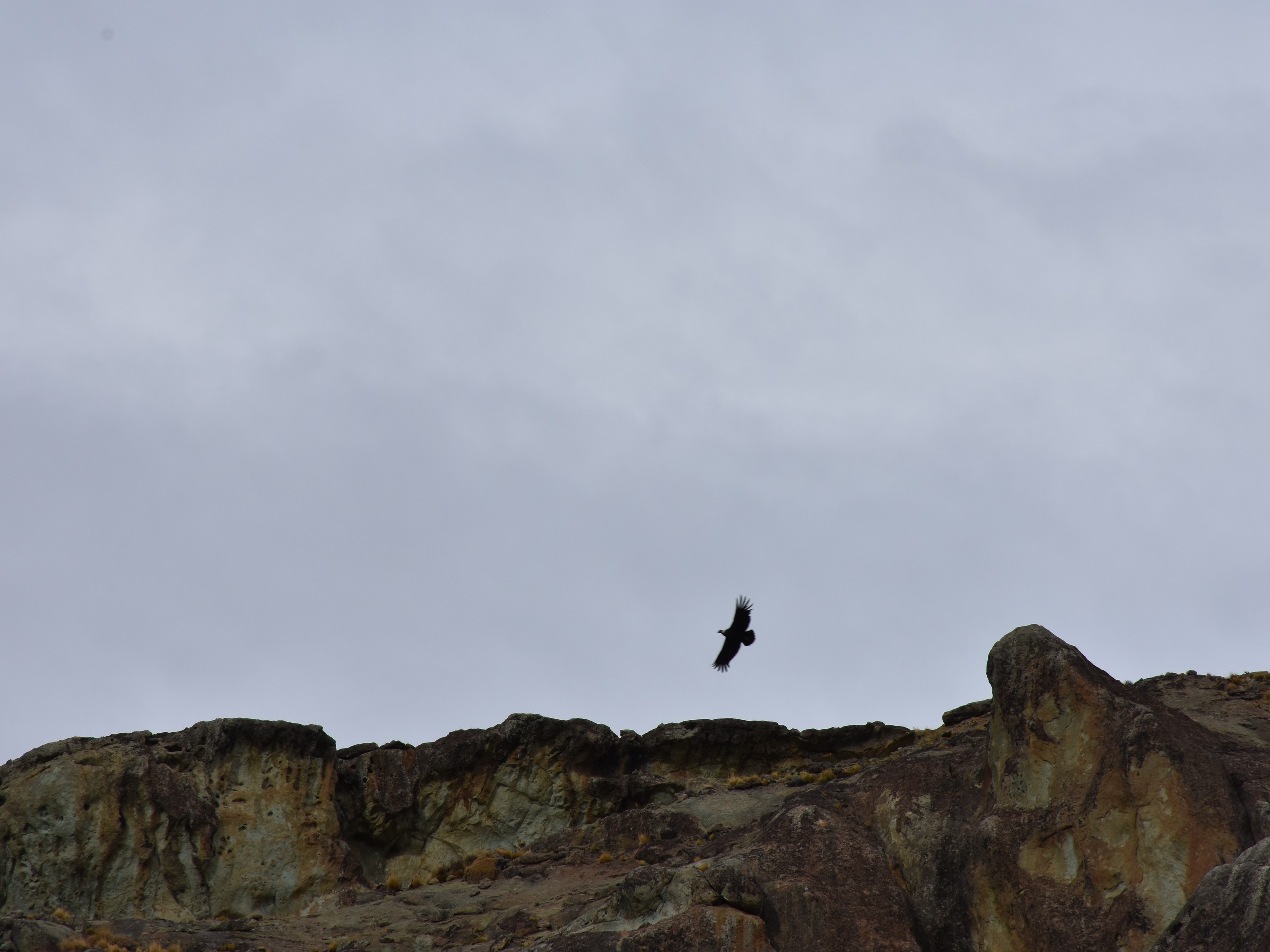 Andean Condor in Chile, seen on self-drive tour in Chile