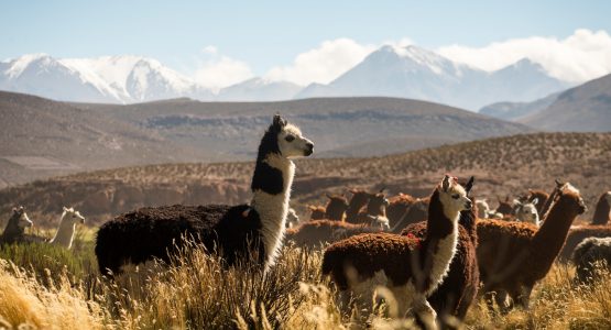 Aymara region and alpacas in Chile