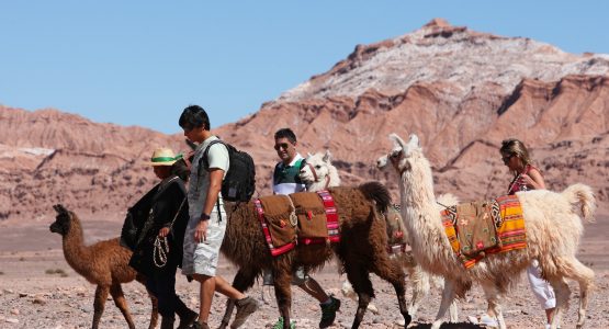 Group of tourists walking with a herd of llamas in Patagonia