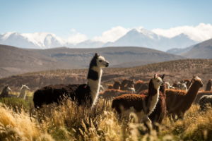 Aymara Cultural Experience Tour