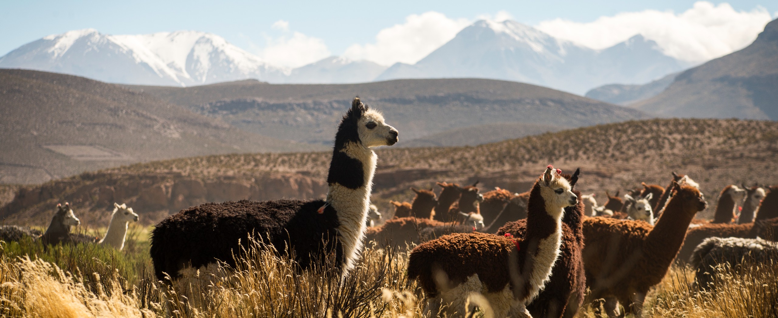 Atacama Desert Self-Drive Tour