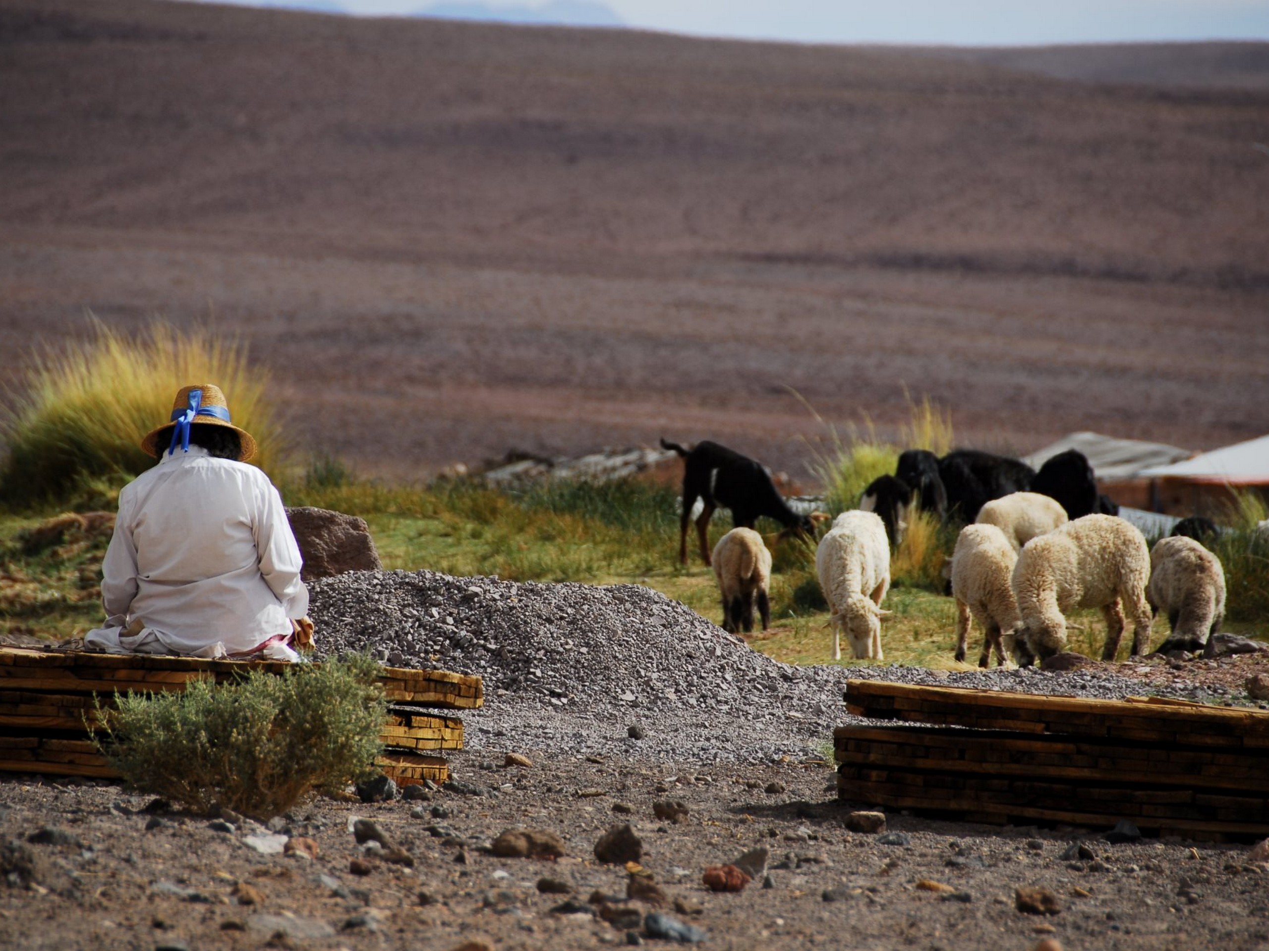 Atacameno herder looking after the lifestock