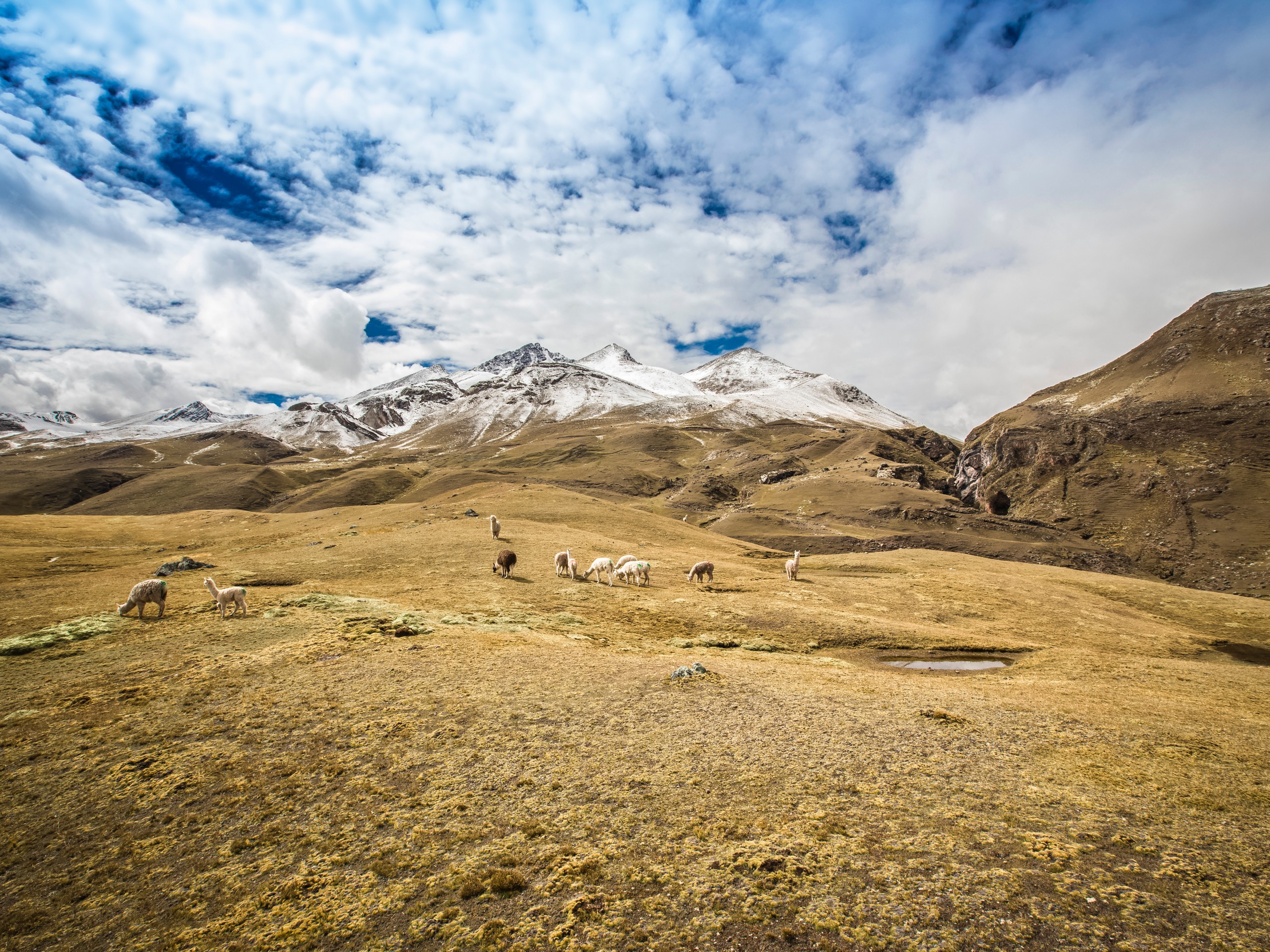 Chillca pampa and a herd of alpacas