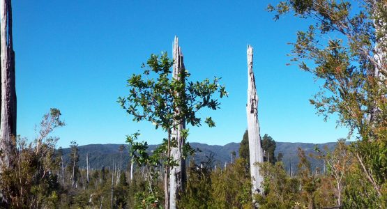 Old forest in Mapu region