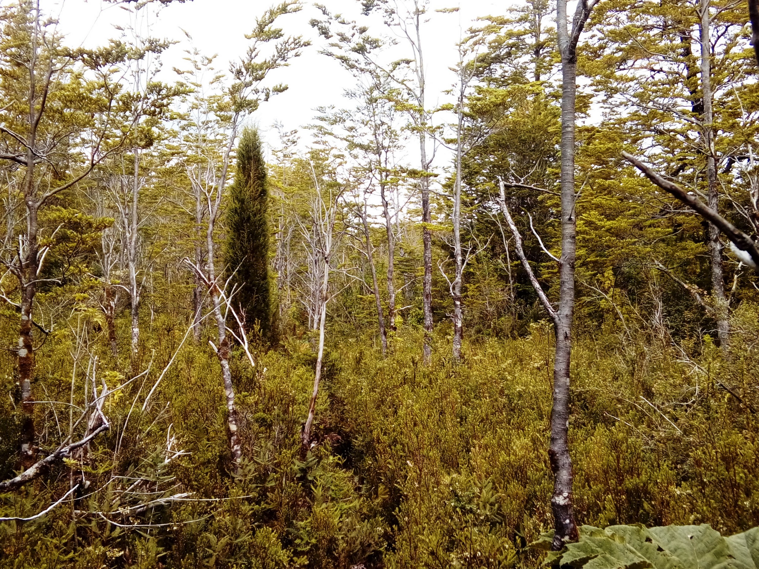 Michimahuida forest in Chile