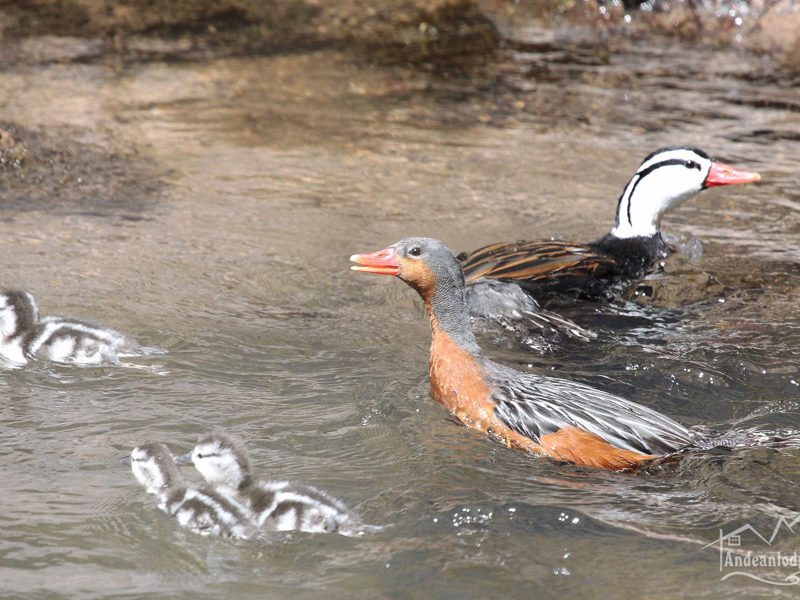 Torrent Duck met while trekking in the Peruvian Andes