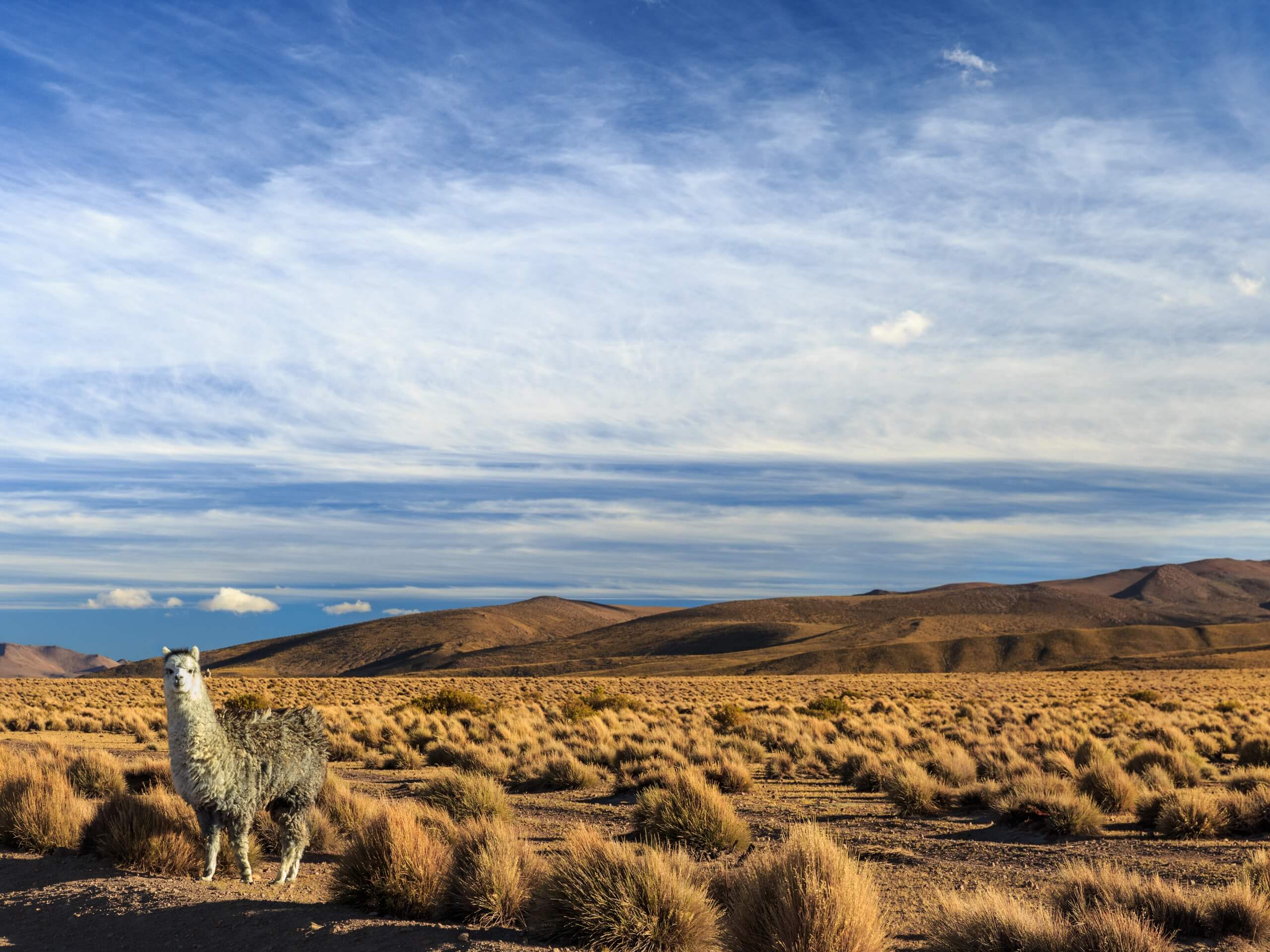 Altiplano - Stunning views in Chile