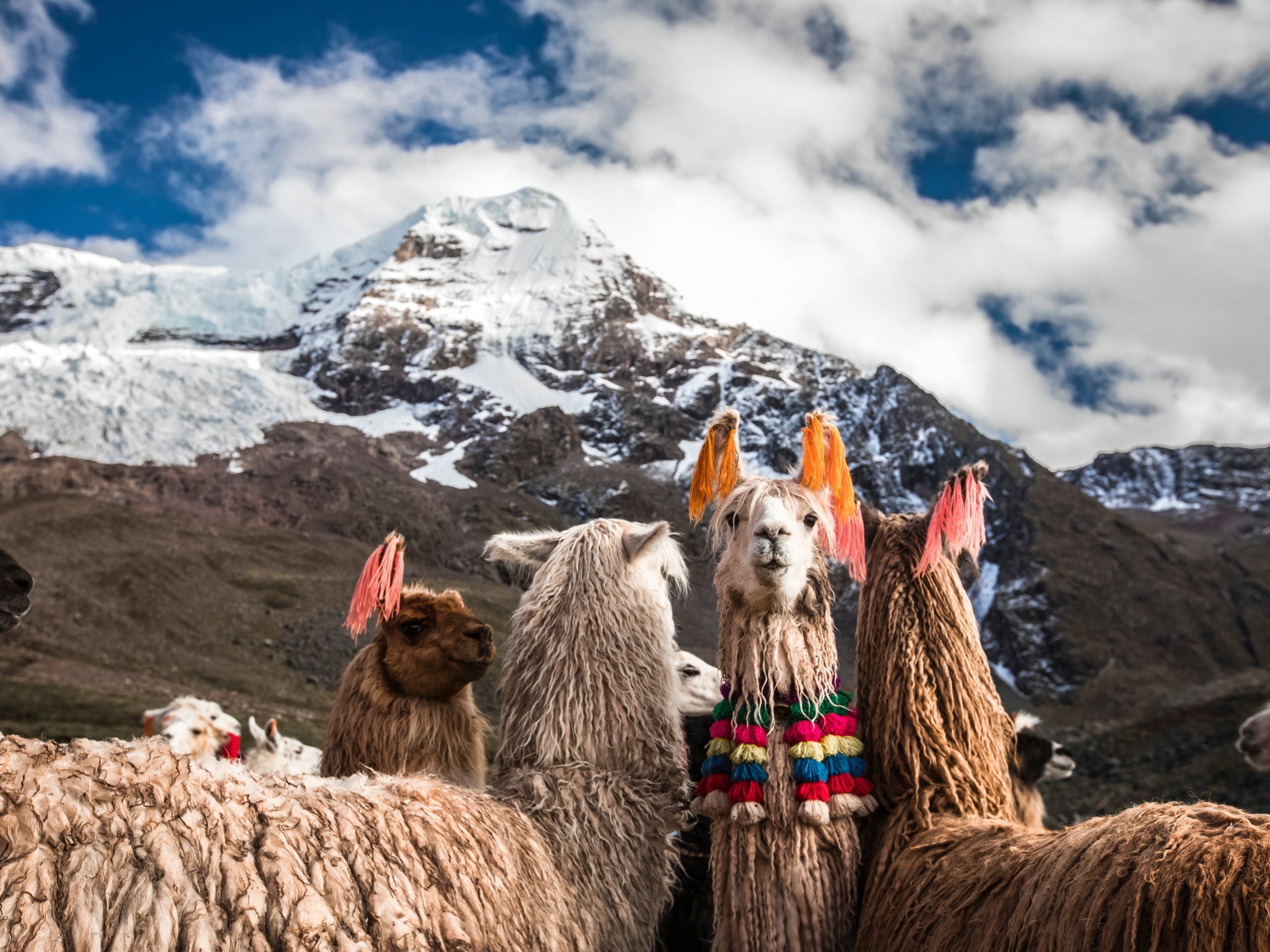 Funny llamas posing at Machuraccay